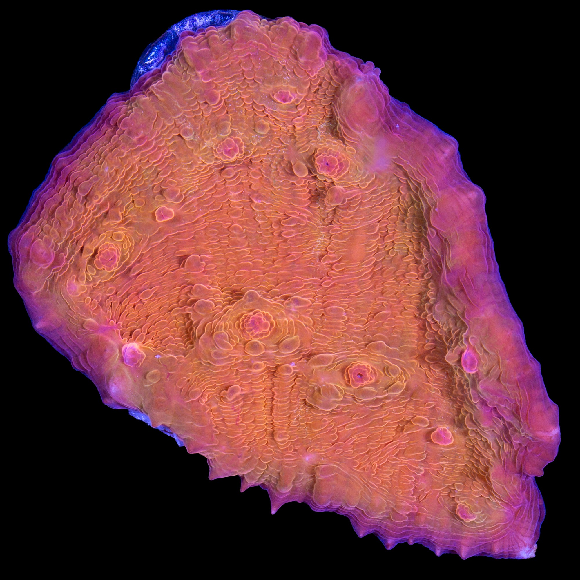 Orange Dream Echinophyllia Coral