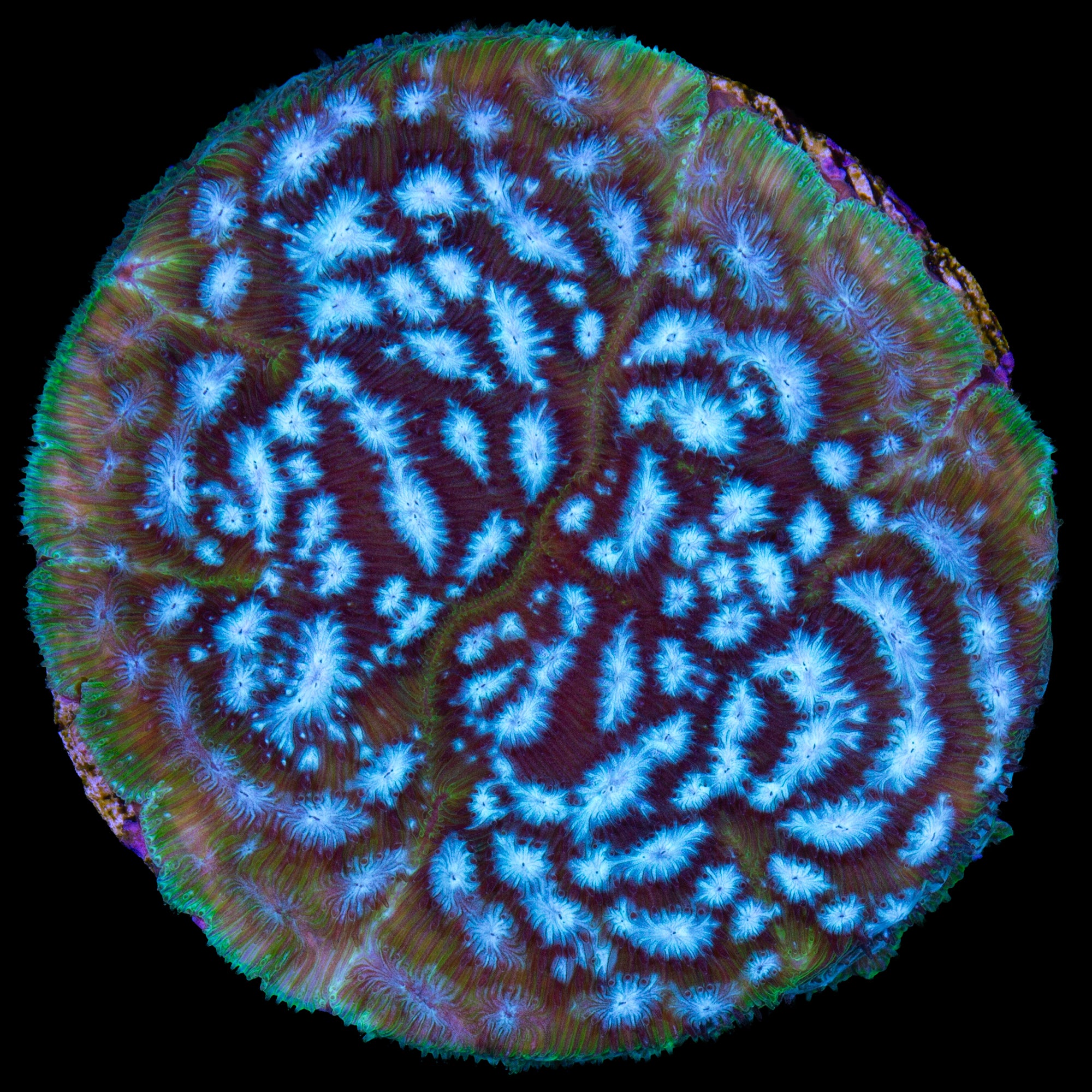 Brain Freeze Leptoseris Coral