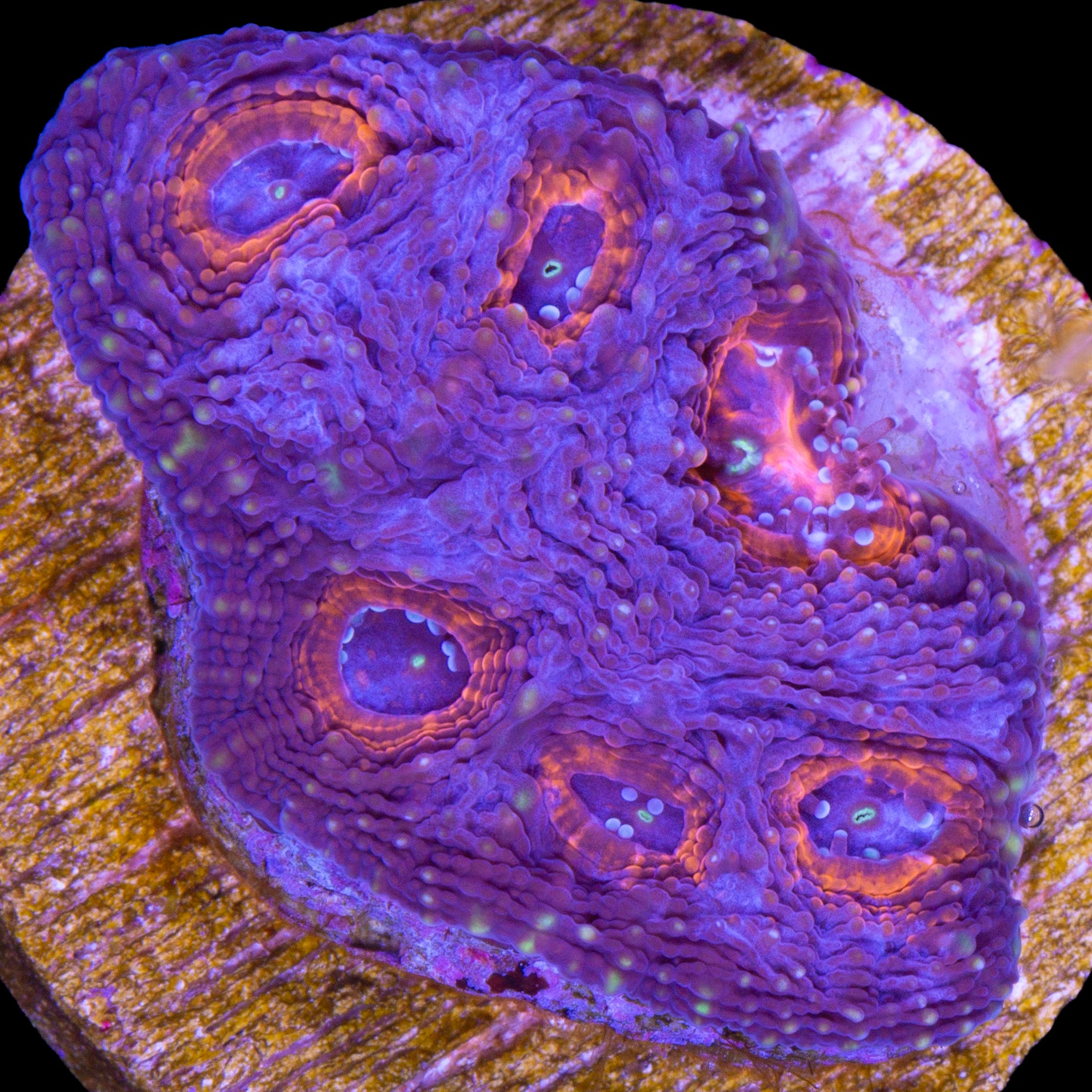 Orange Eye Acan Echinata Coral