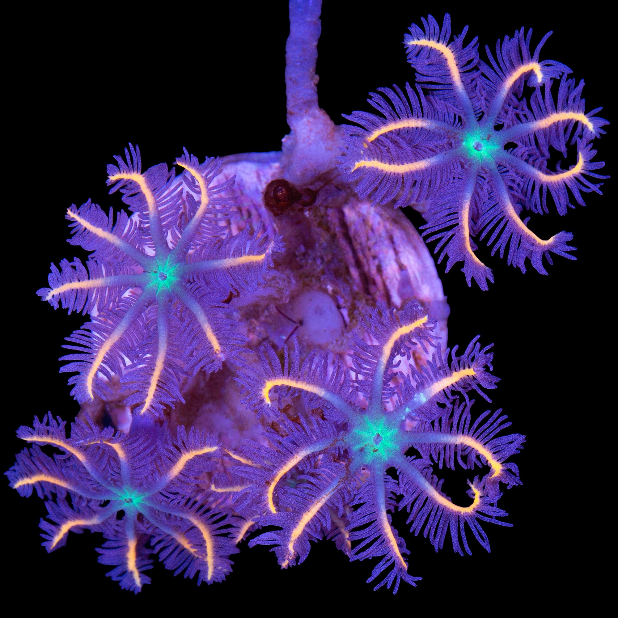 Orange Sunflower Clove Polyps