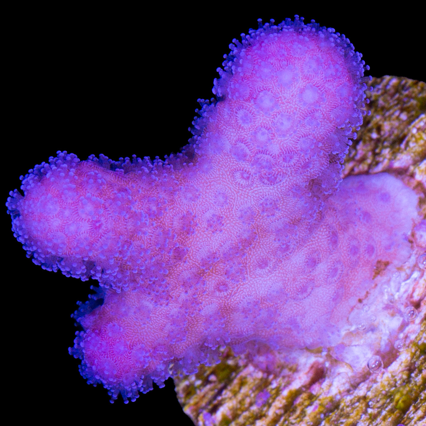 Pink Stylophora Coral
