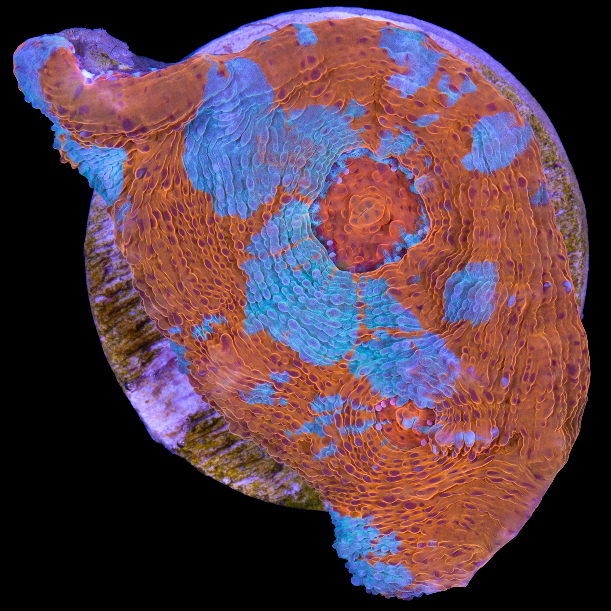 Orange Dream Echinophyllia Coral