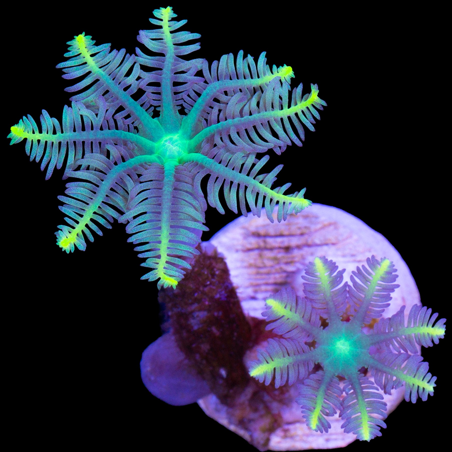 Yellow Tip Clove Polyps