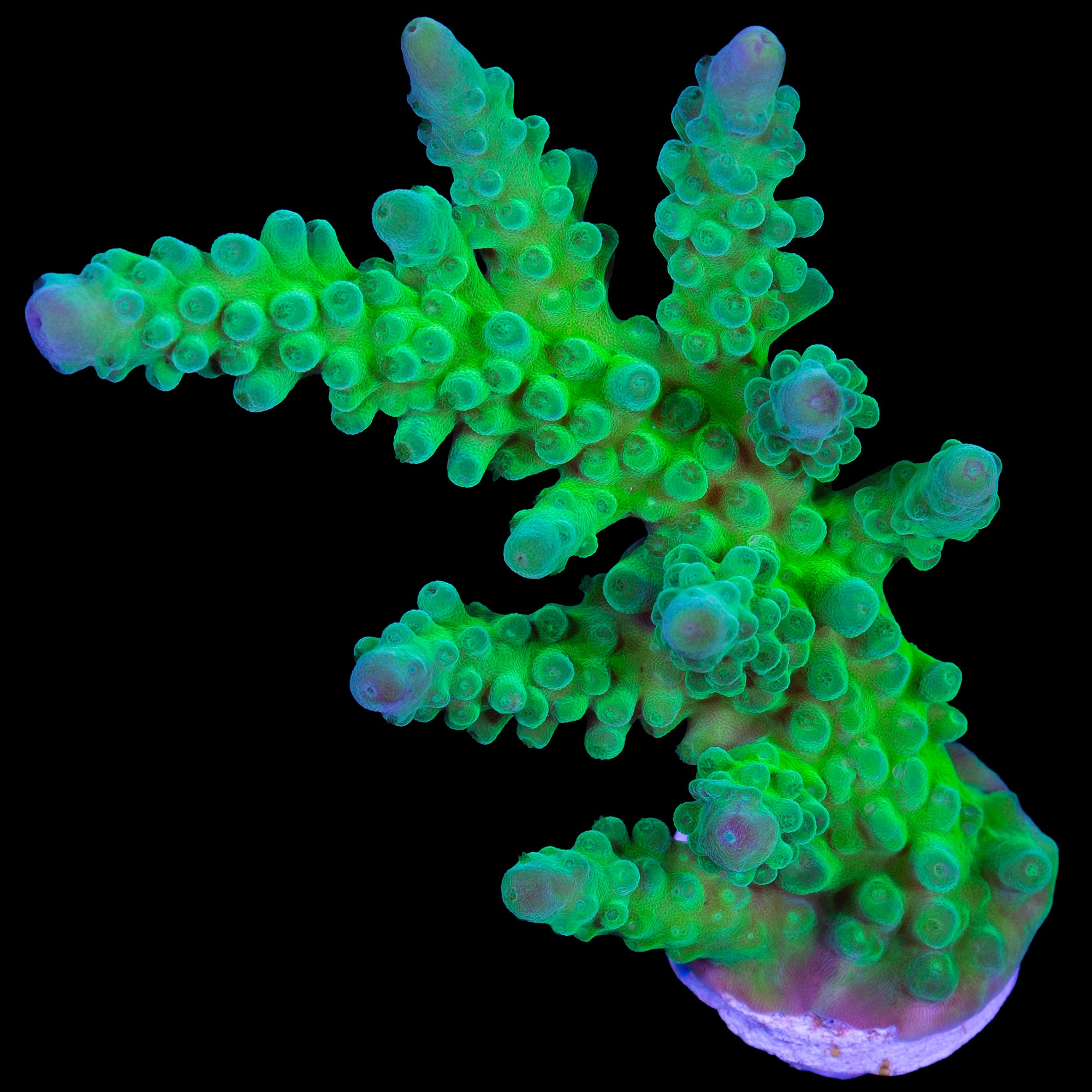 Enigma Acropora Coral - Lg Frag