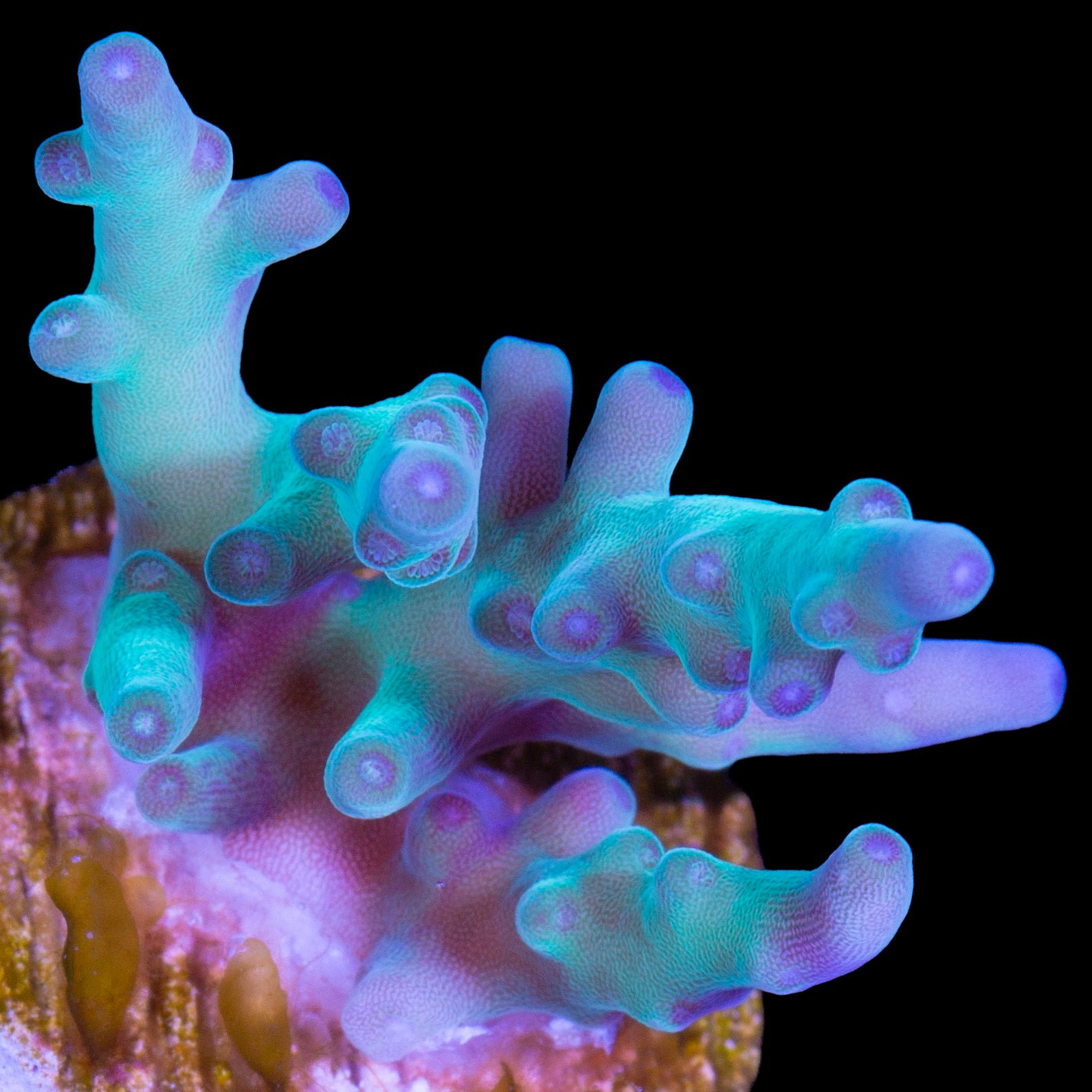 Hawkins Echinata Acropora Coral