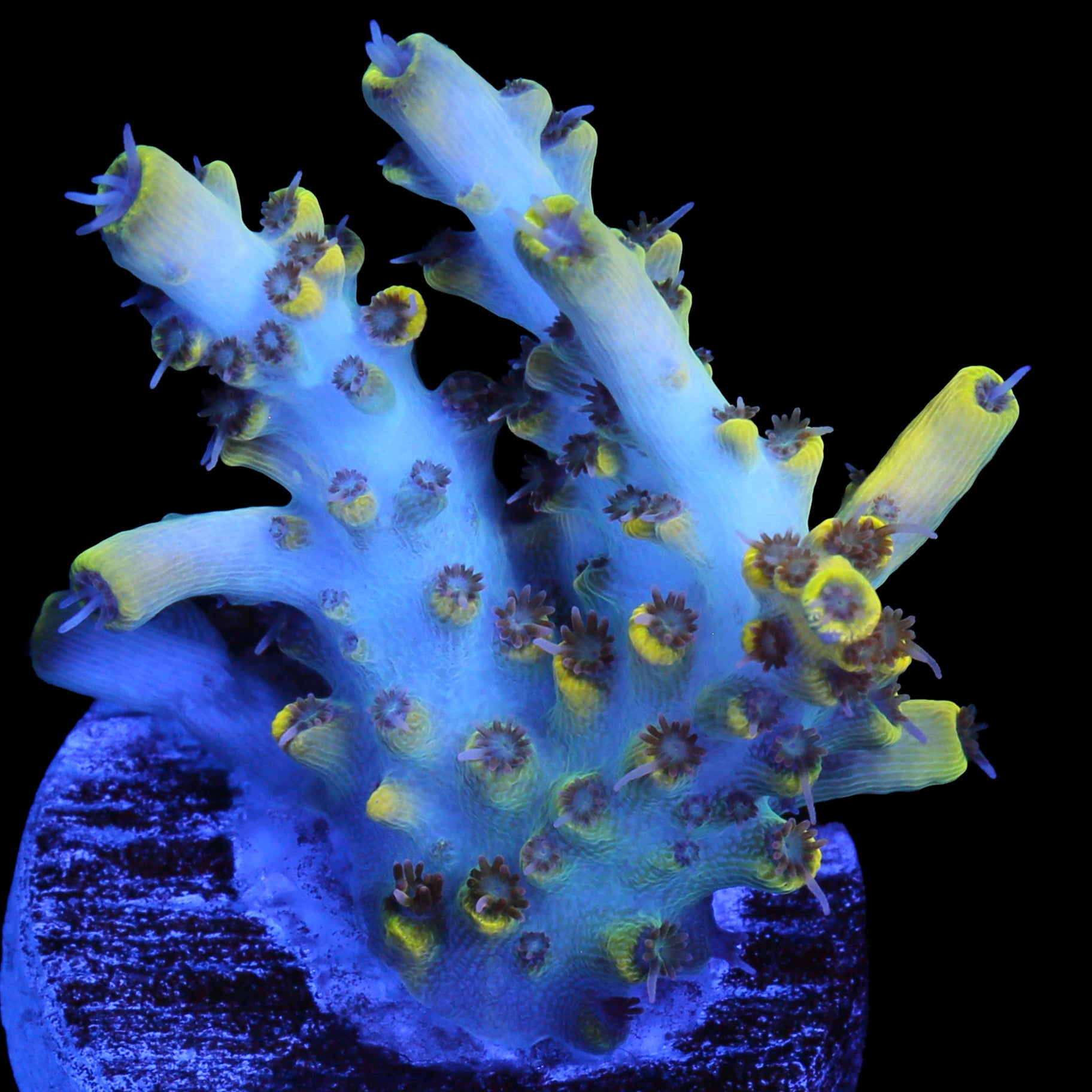 Pink Floyd Acropora Coral