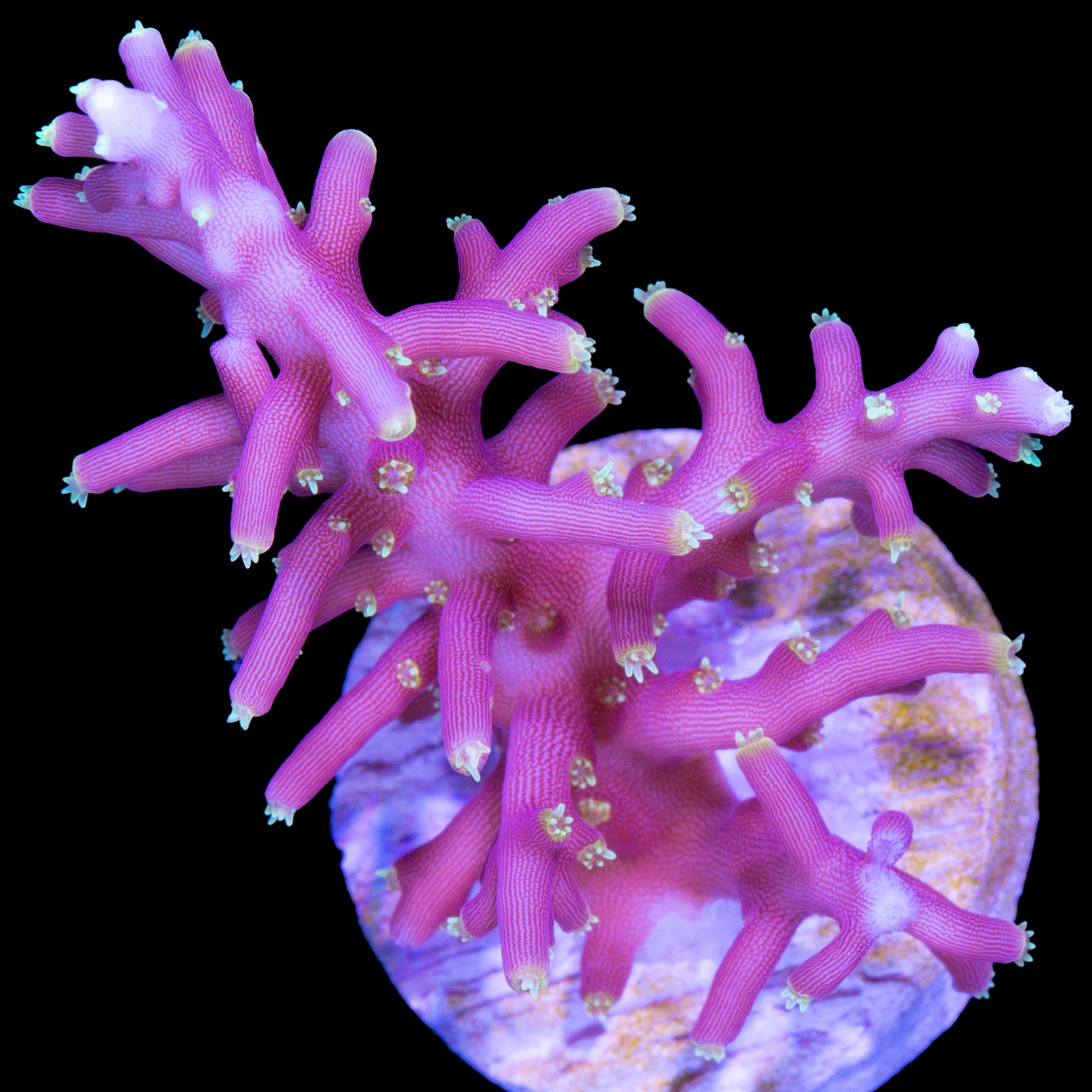 Little Red Ferrari Acropora Coral - Lg Frag