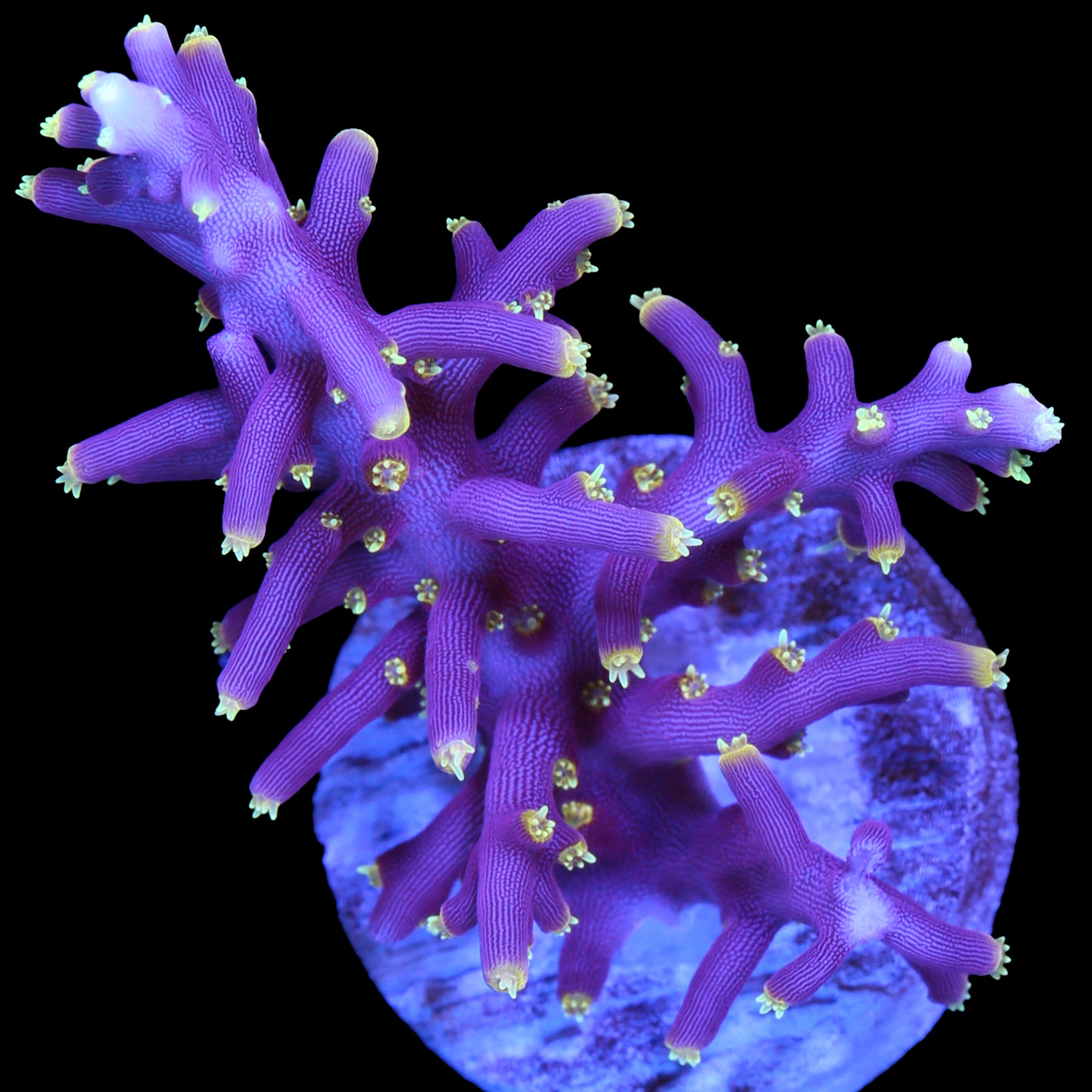 Little Red Ferrari Acropora Coral - Lg Frag