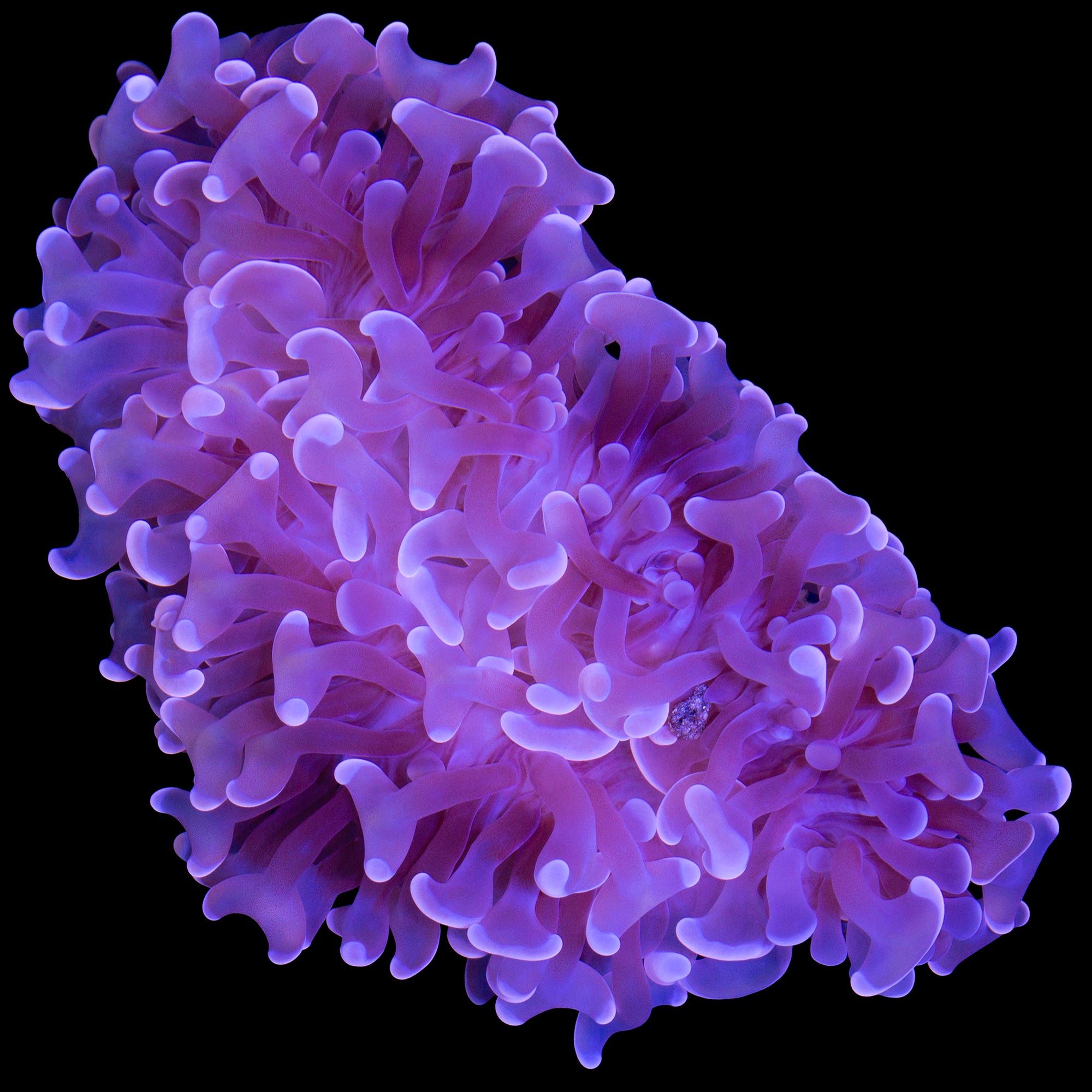 Pink Wall Hammer Coral