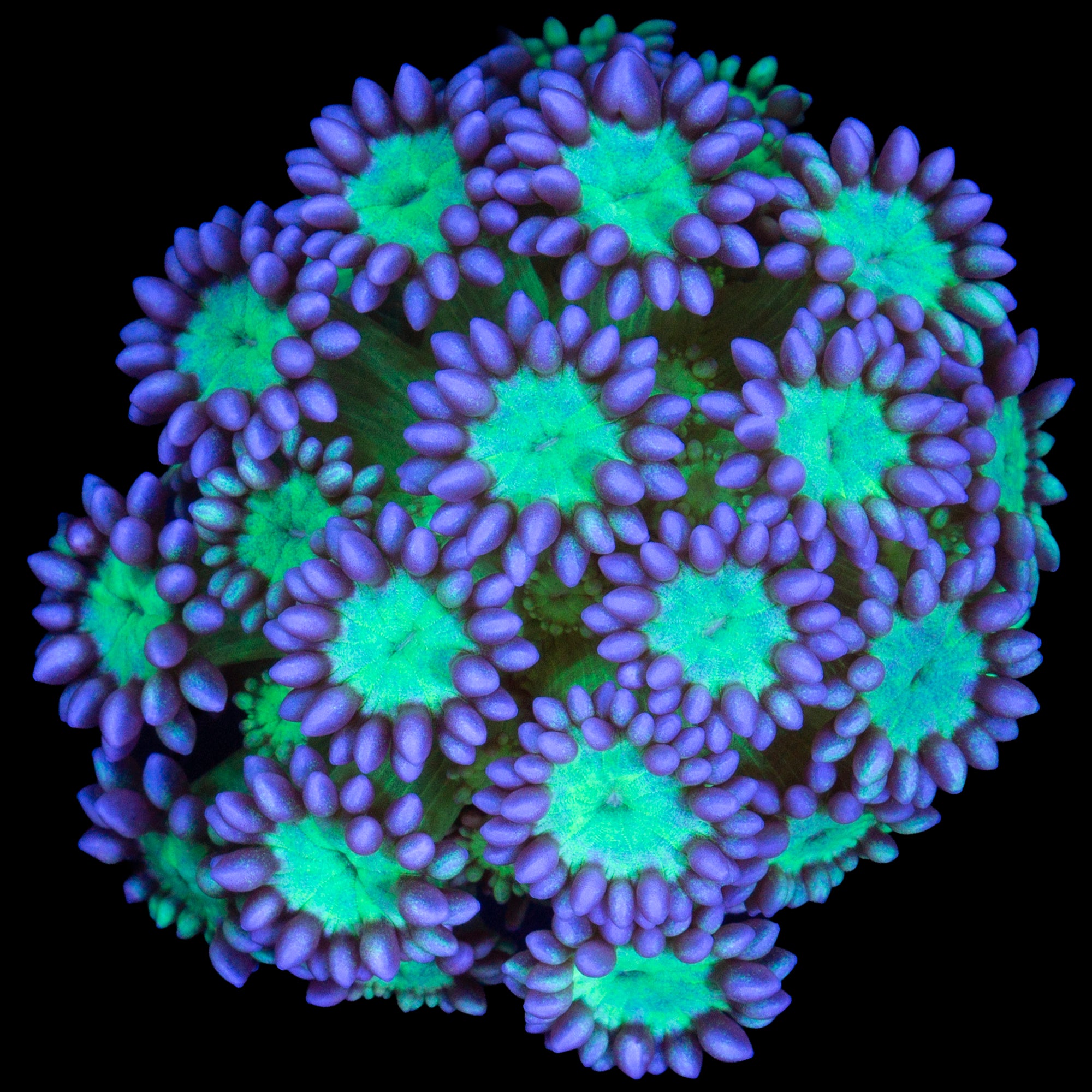 Joker Goniopora Coral