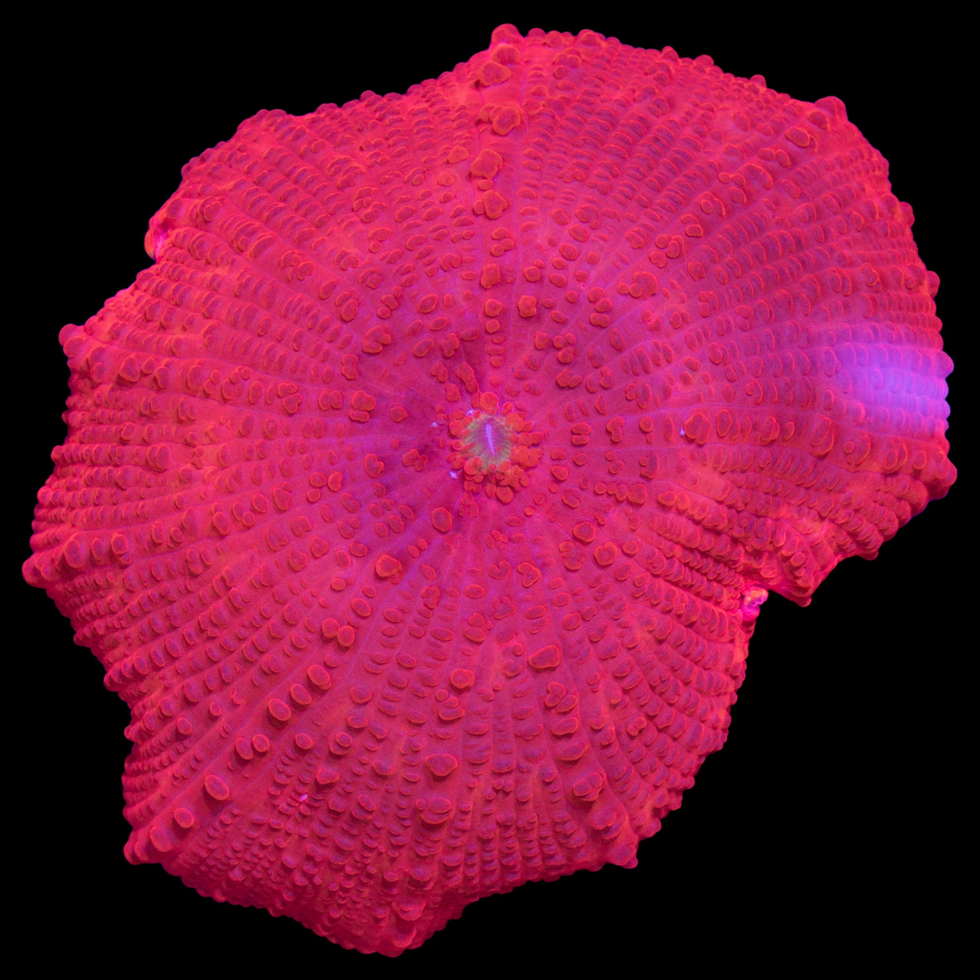 Blood Red Aussie Mushroom