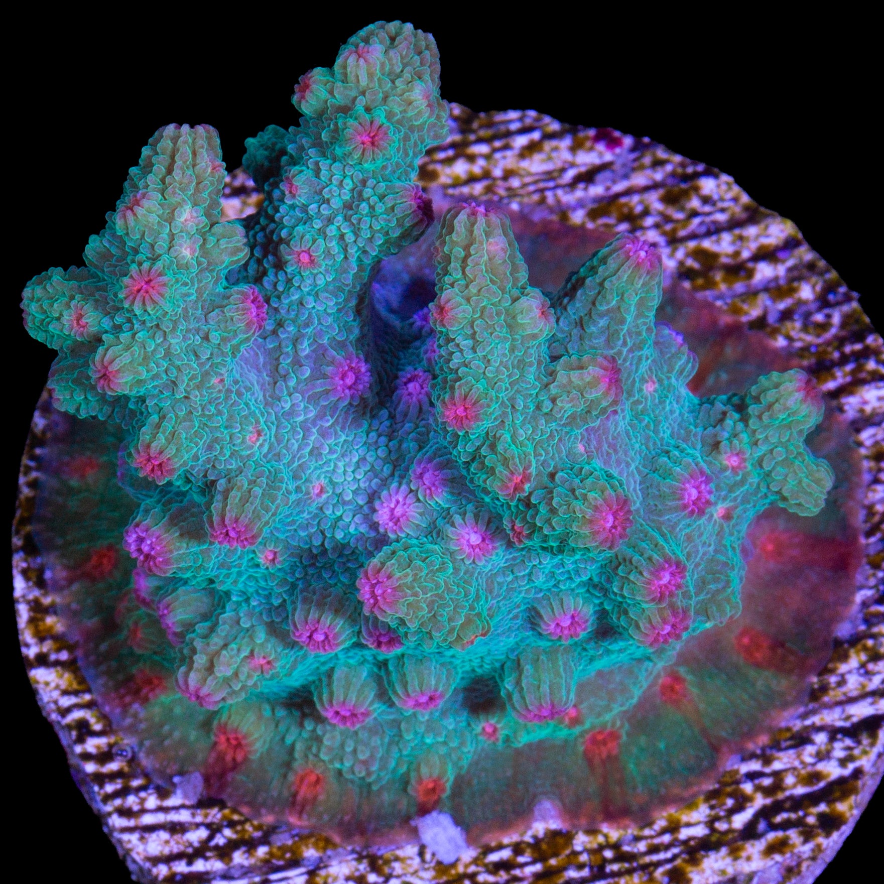 Vivid's Aquaman Branching Cyphastrea Decadia Coral