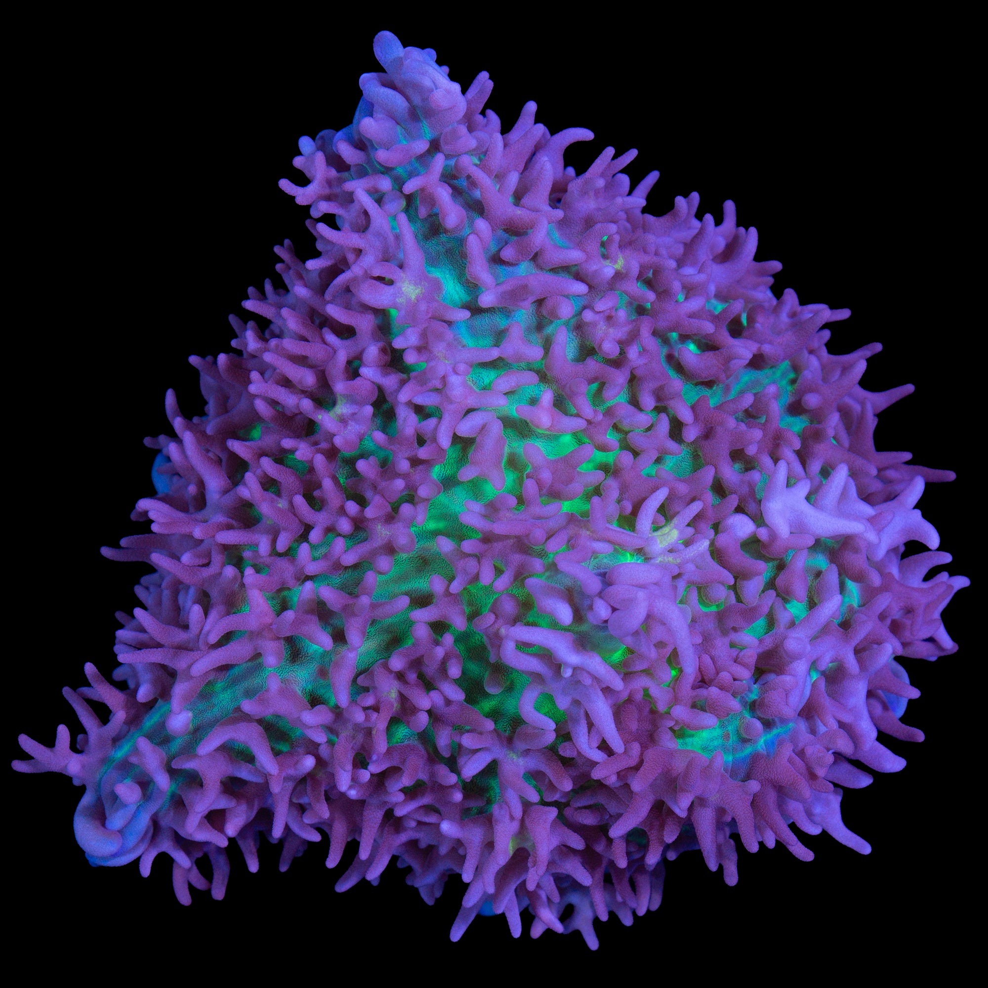 Ultra Carpet Mushroom