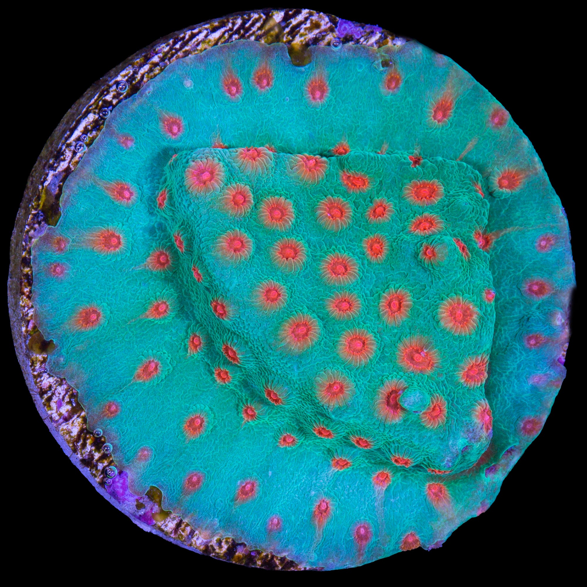 Jingle Bells Cyphastrea Coral