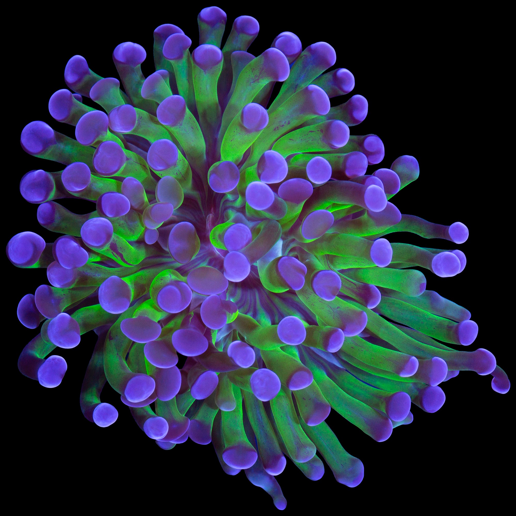 Purple & Green Branching Hammer Coral