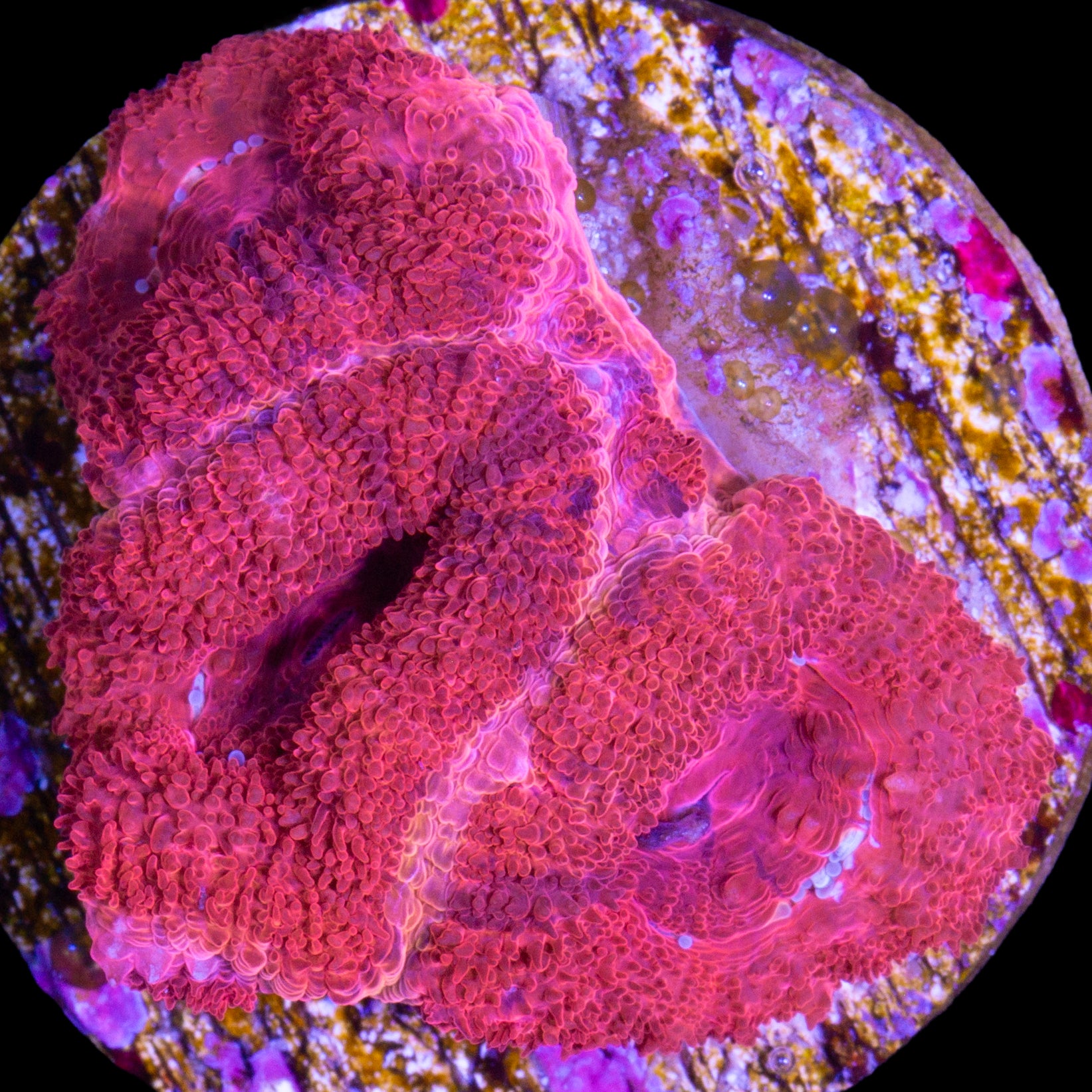 Blood Red Acan Coral