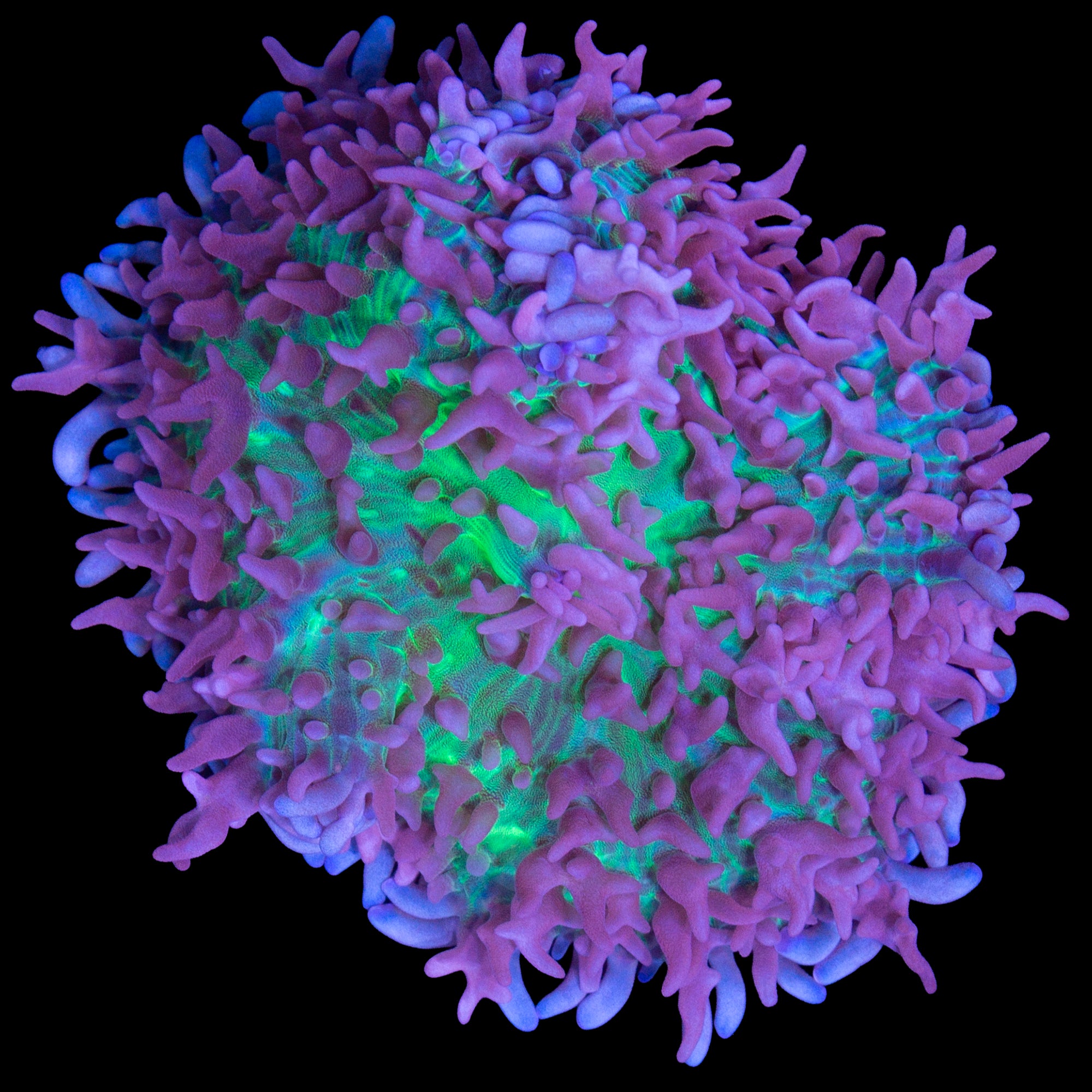 Ultra Carpet Mushroom