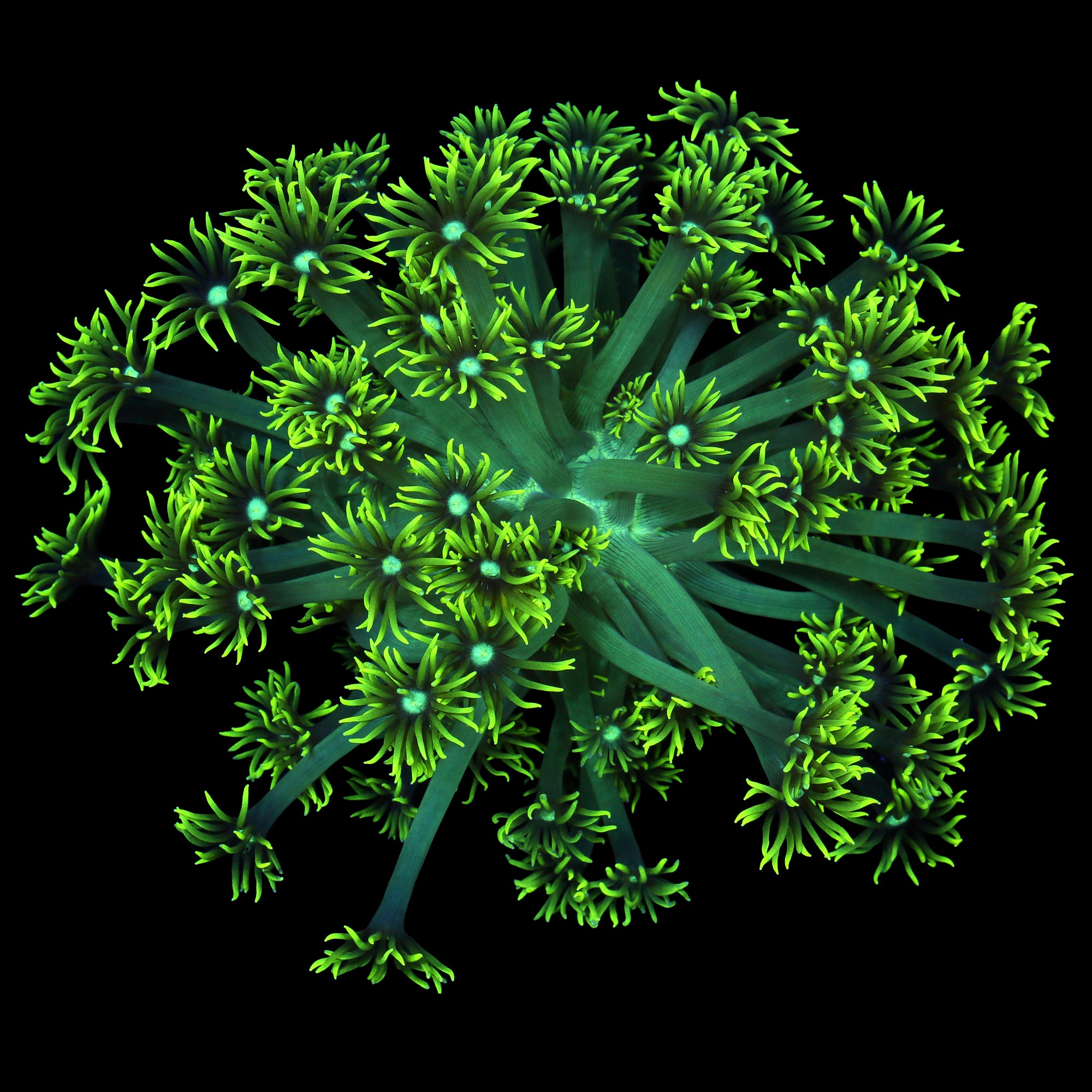 Nuclear Green Aussie Goniopora Colony