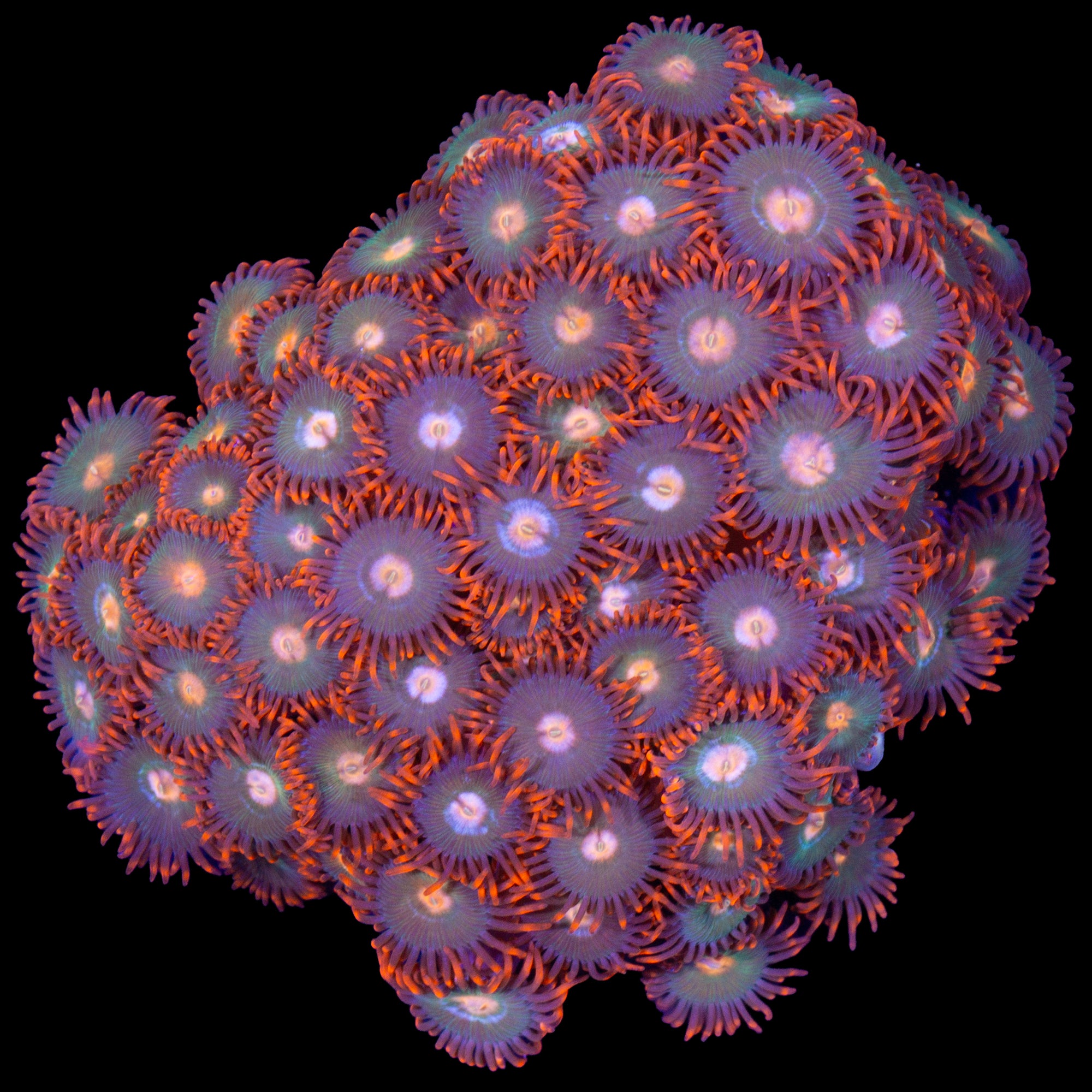 Vivid's Gatorade Zoanthids
