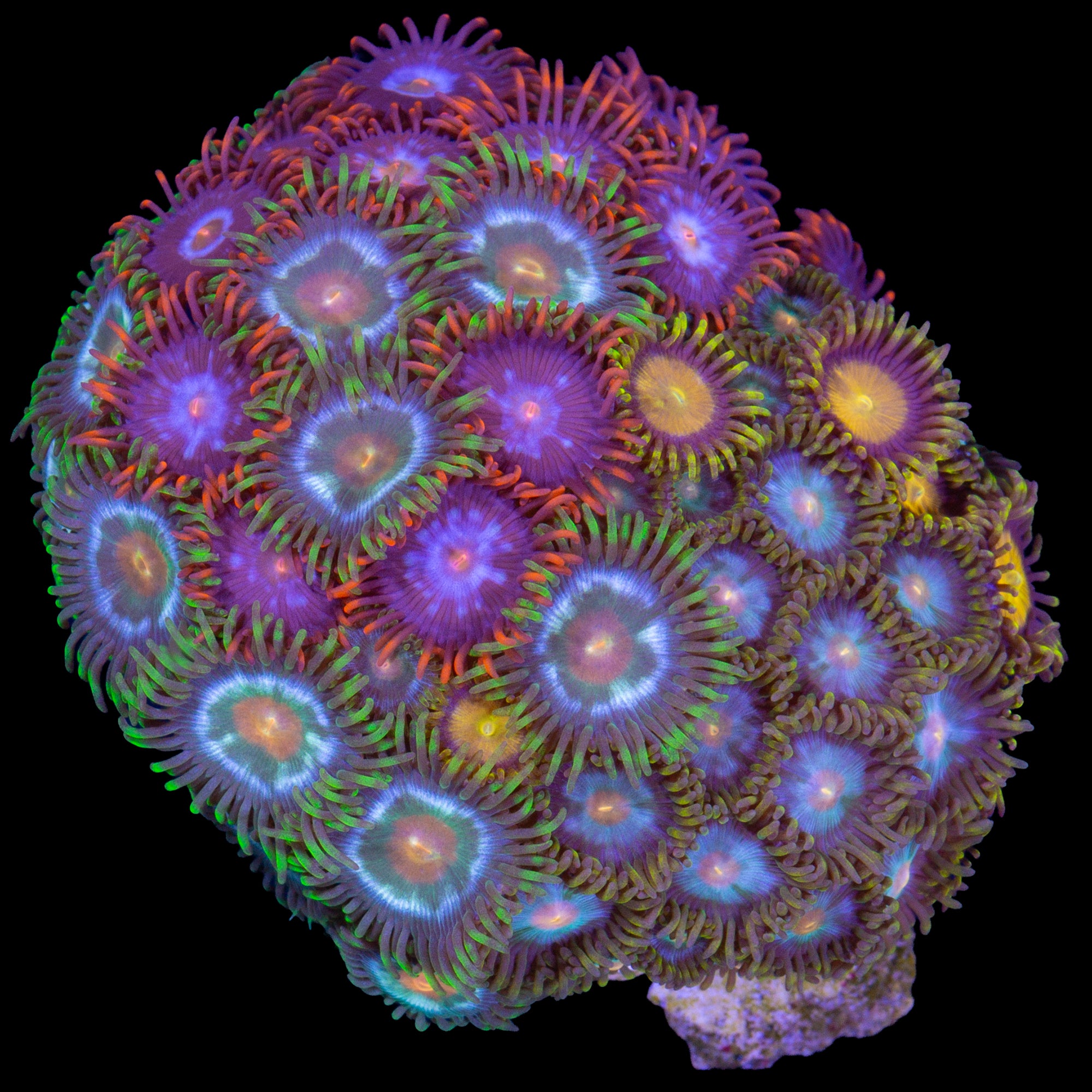 Rainbow Zoanthid Combo