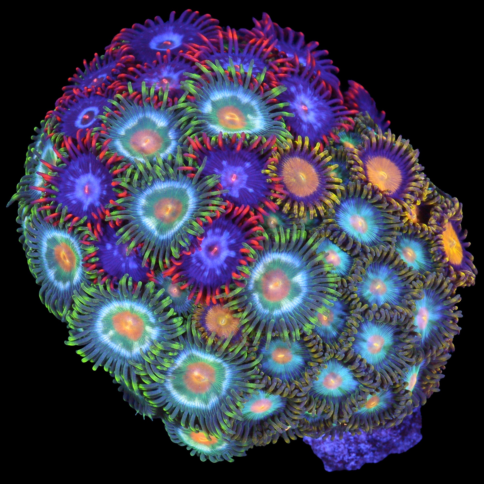 Rainbow Zoanthid Combo