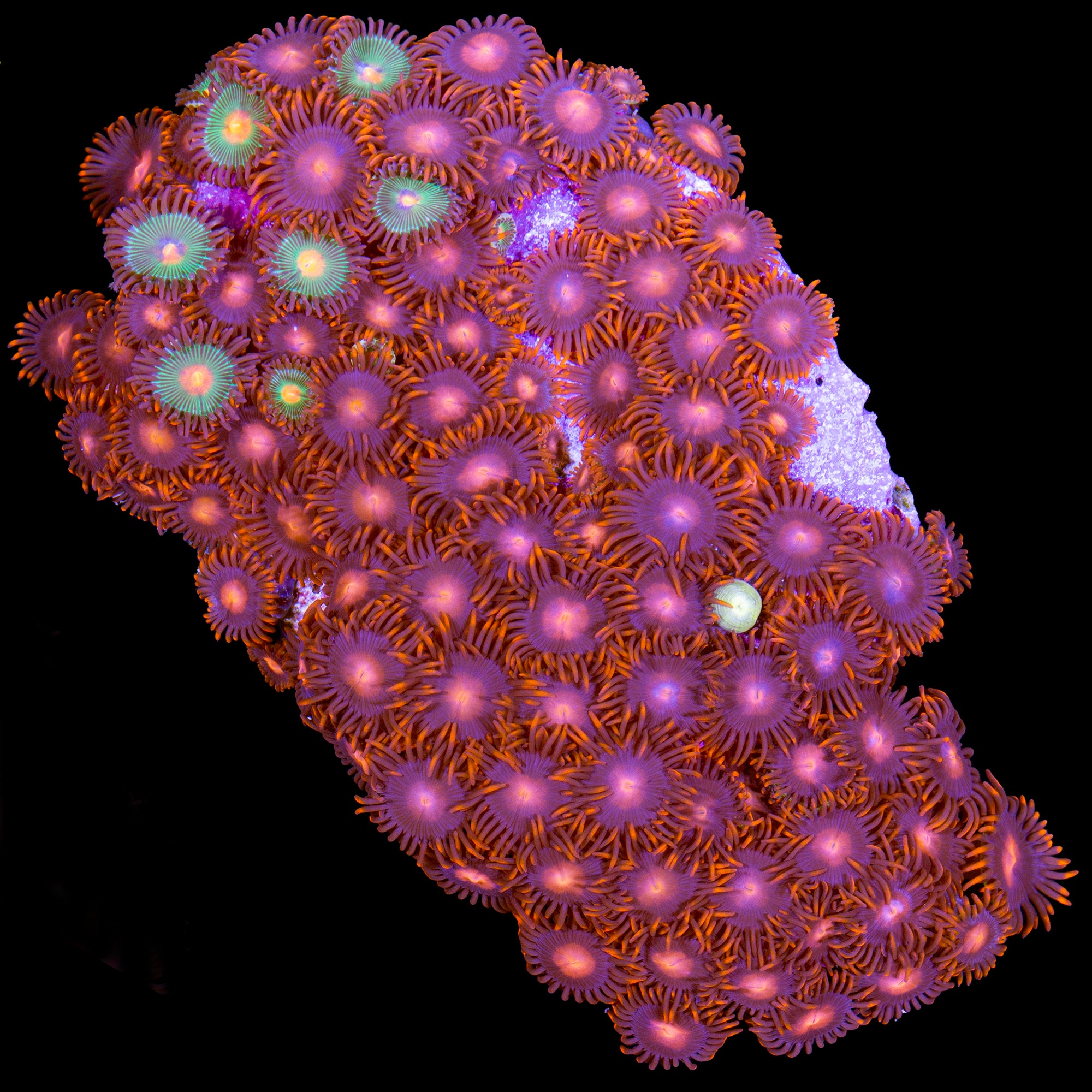 Vivid's Orange Bam Bam Colony