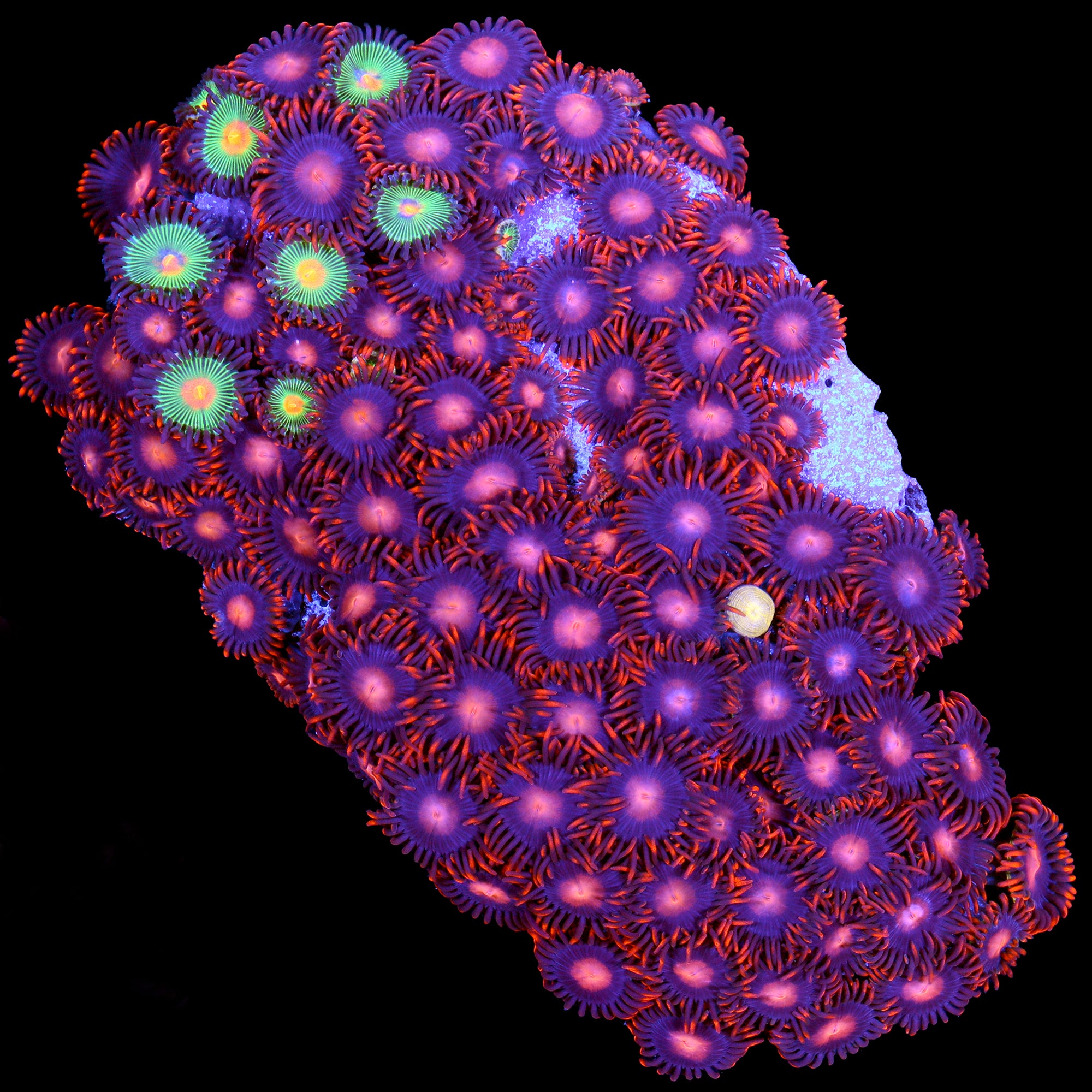 Vivid's Orange Bam Bam Colony