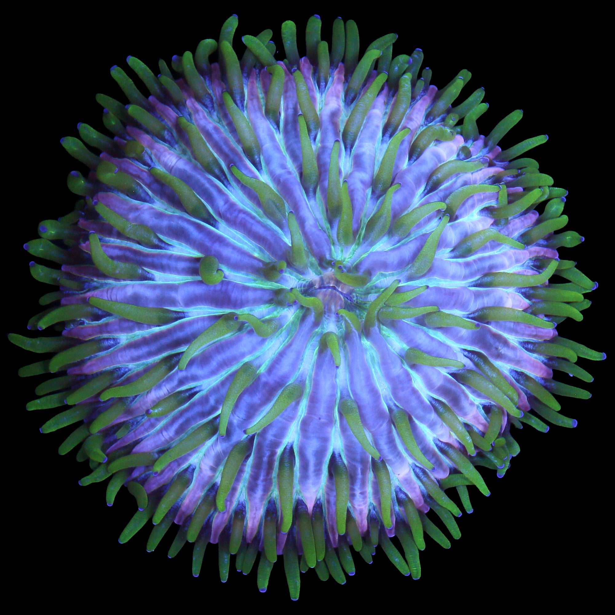 Royal Orchid Fungia Plate Coral