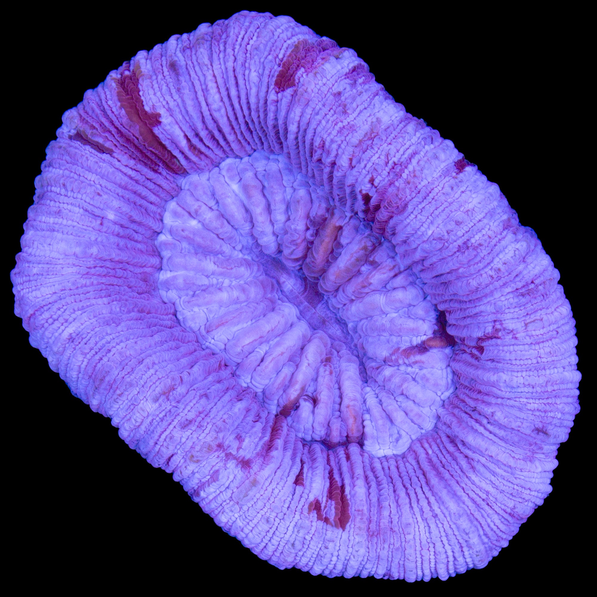 Lavender Trachyphyllia Coral