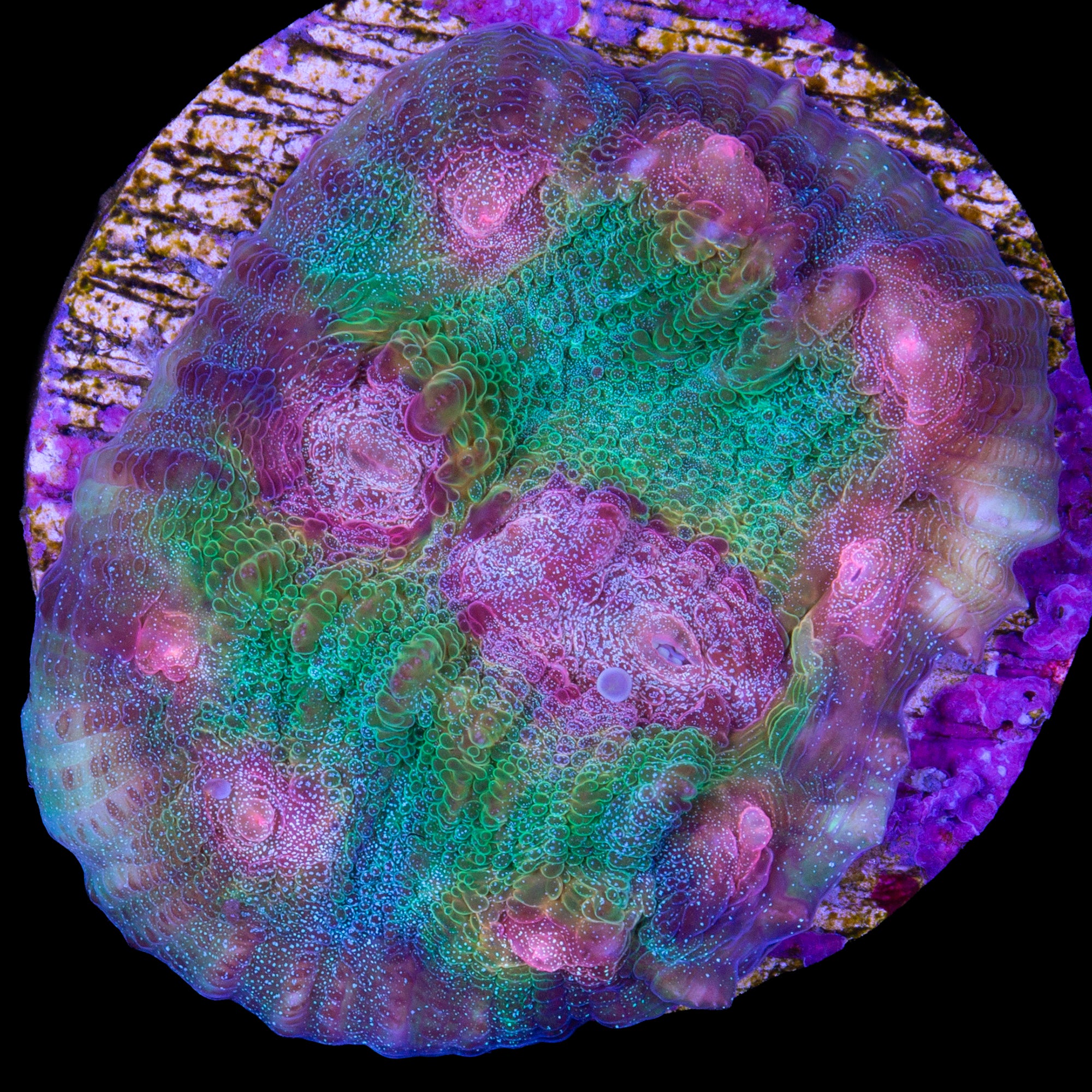 Mindbender Mycedium Coral