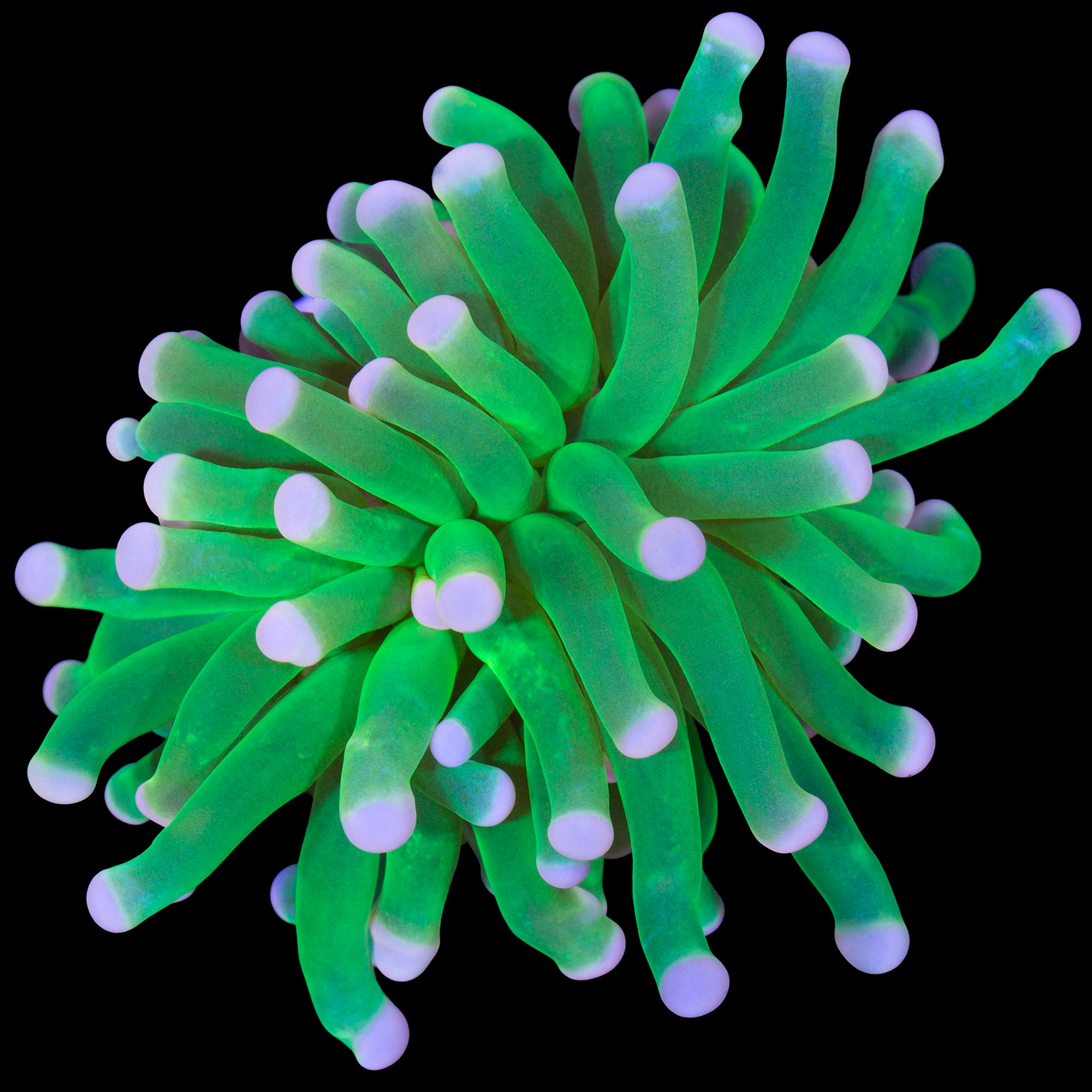 Cotton Candy Torch Coral