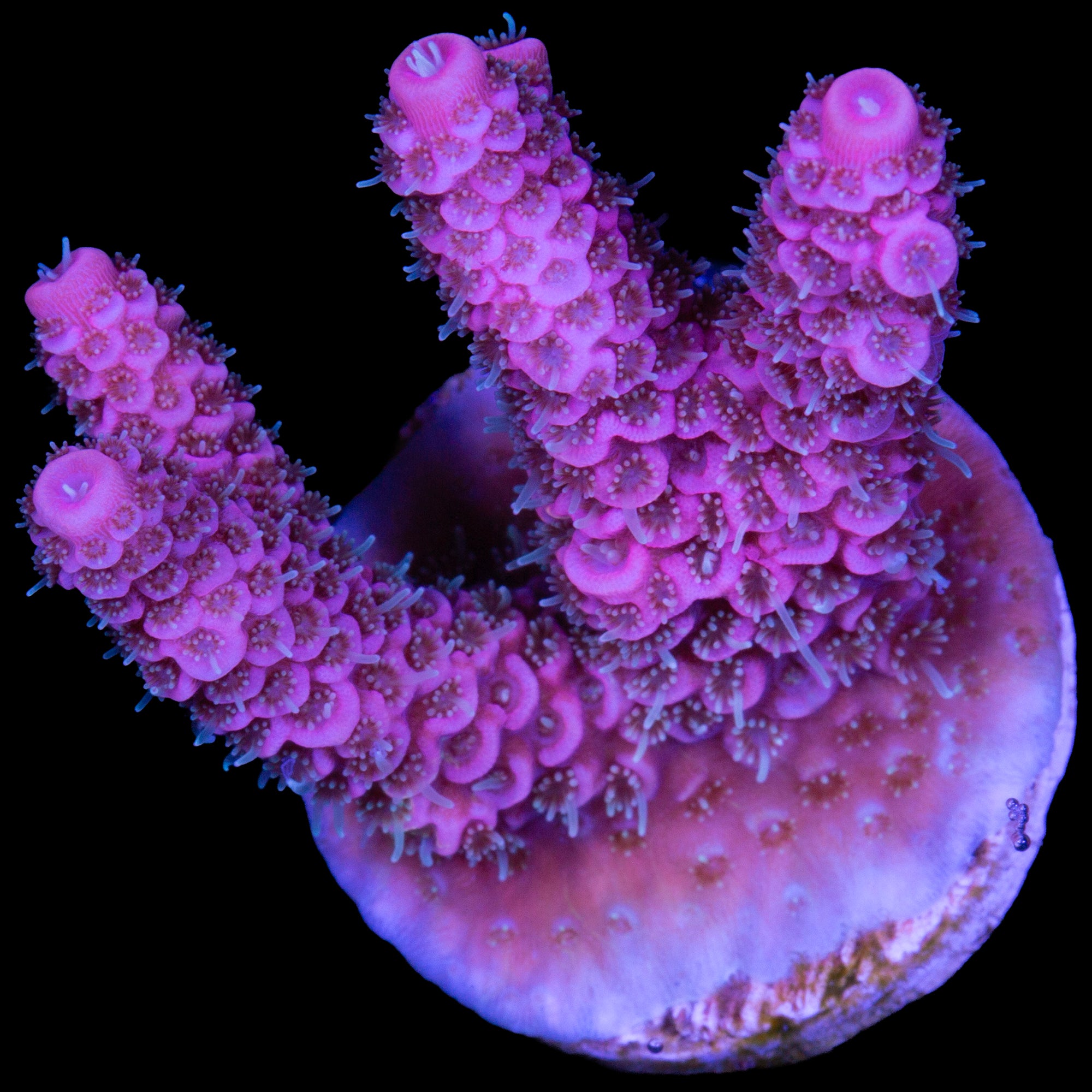 Raspberry Millepora Coral