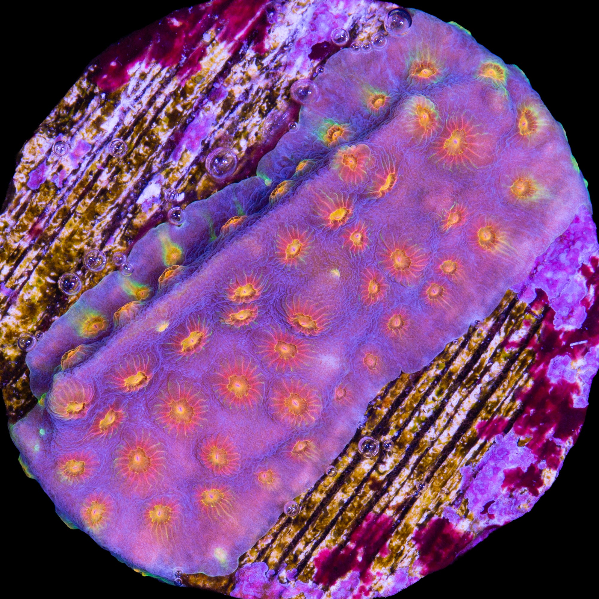 Rainbow Cyphastrea Coral