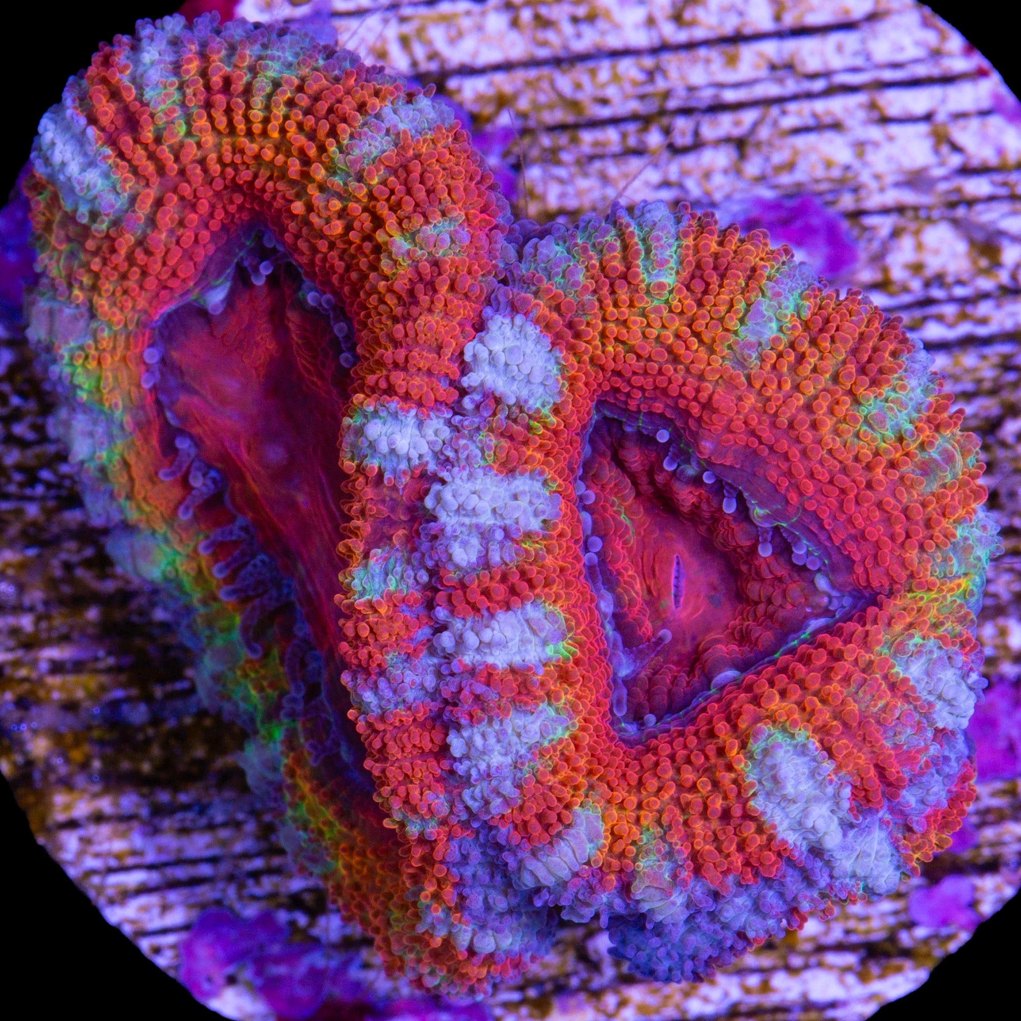 Rainbow Acan Coral