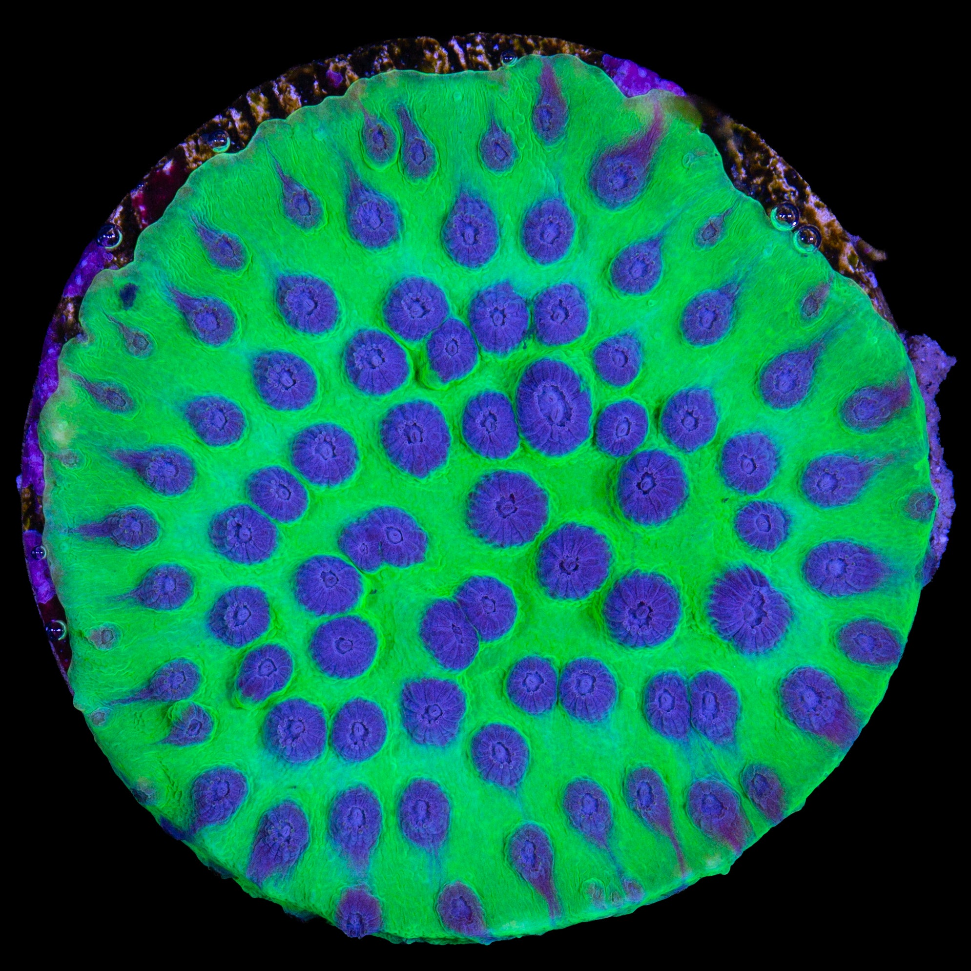 Joker Cyphastrea Coral