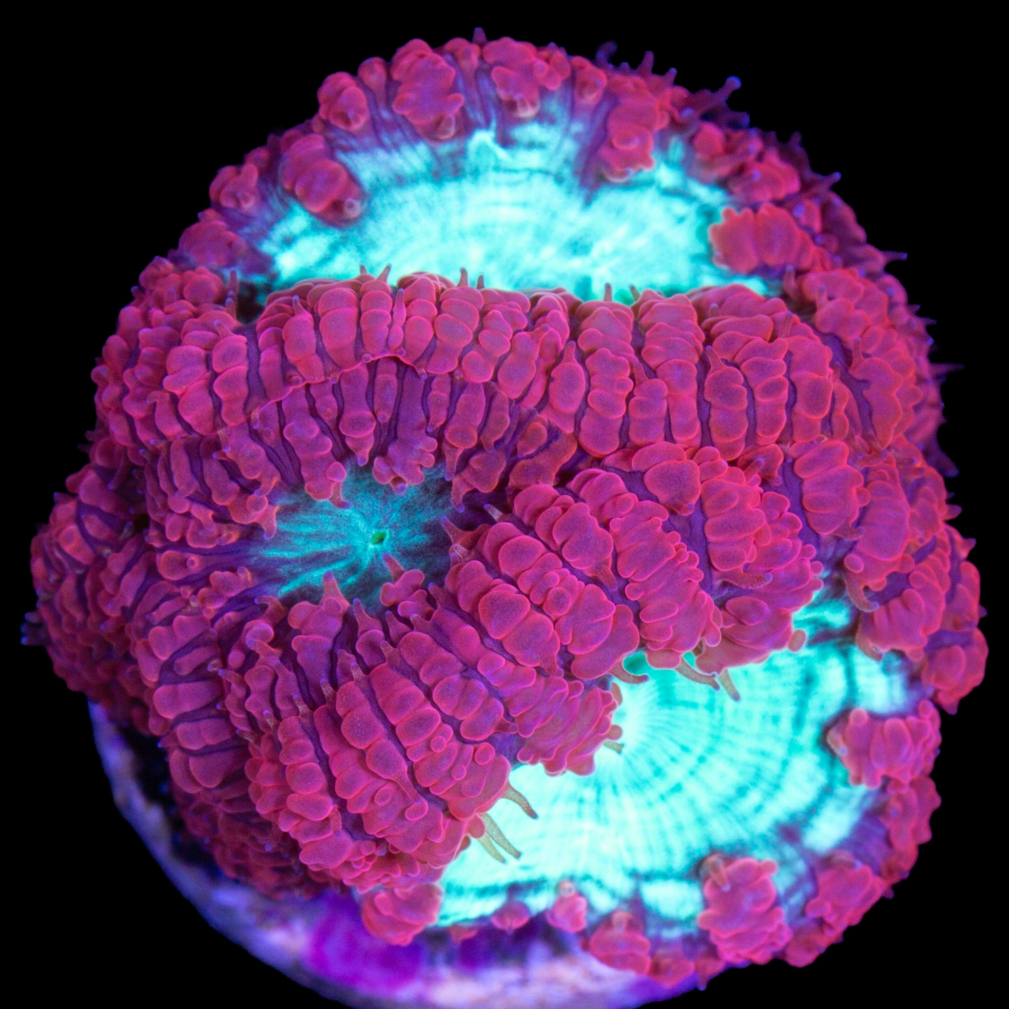 Red & Green Blastomussa Coral