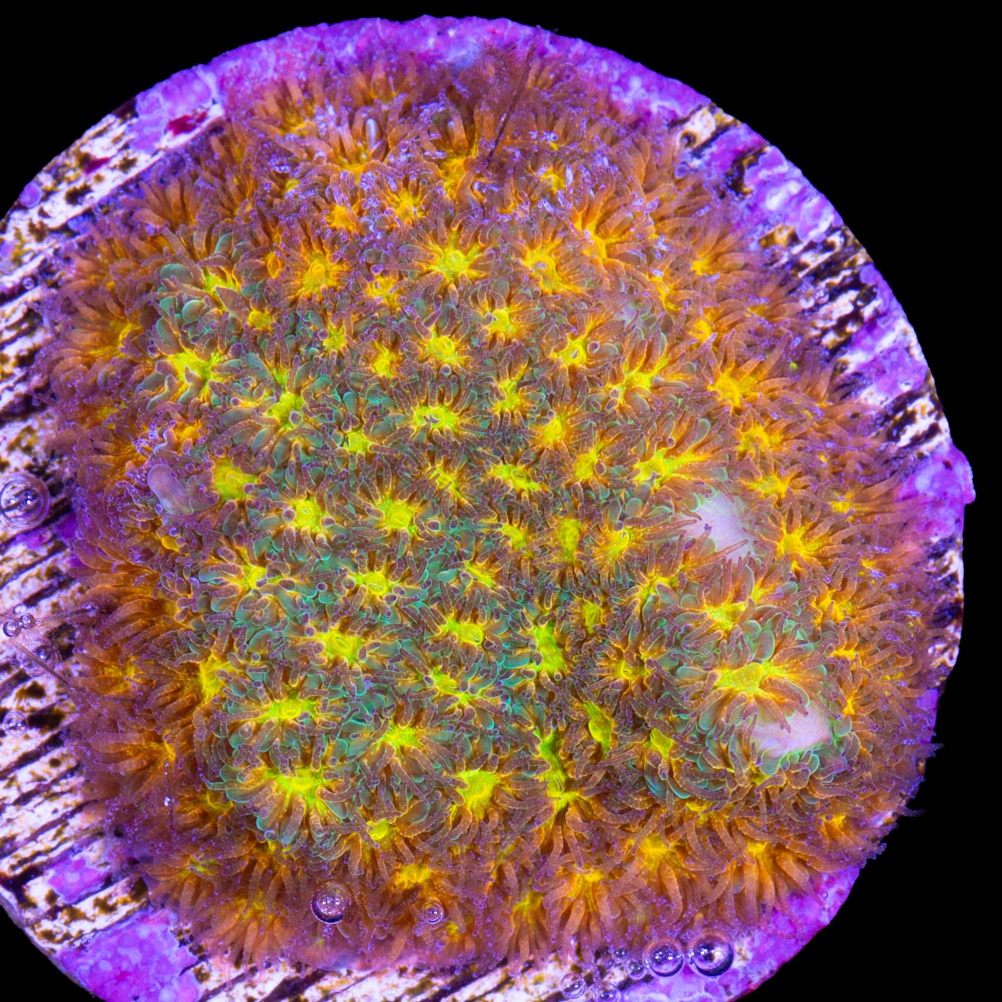 John Deere Leptastrea Coral