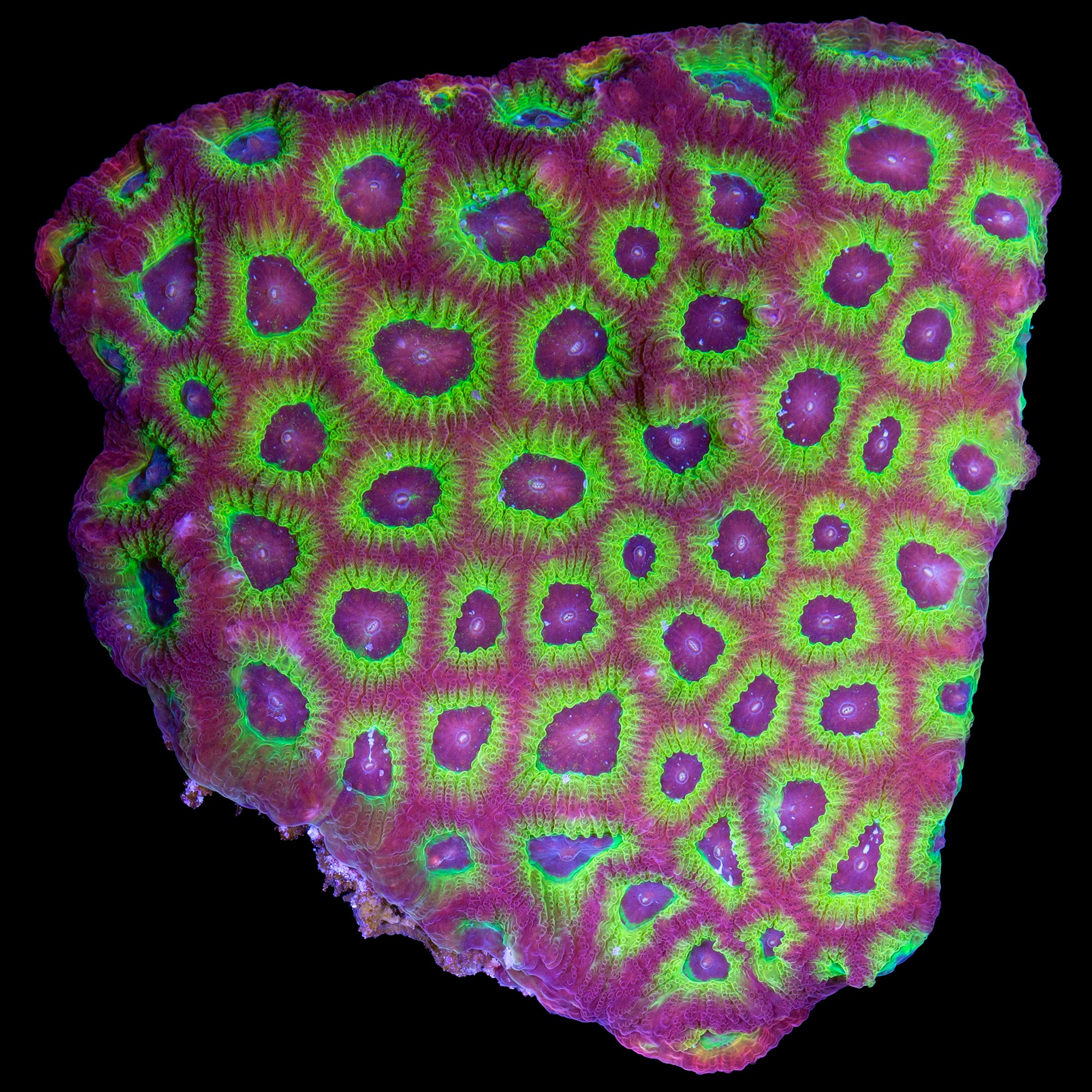 Sector 001 Favia Coral - Lg Frag