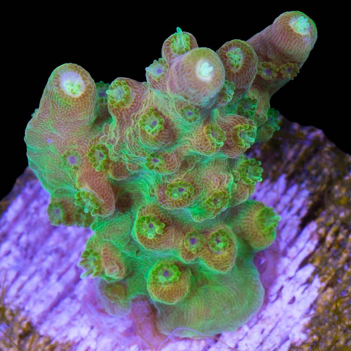Mango Tango Acropora Coral