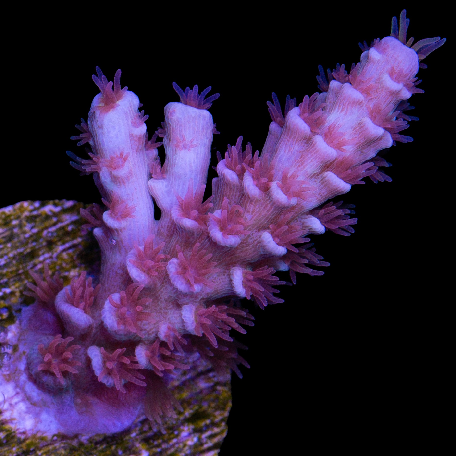 TGC Cherry Bomb Tenuis Acropora Coral