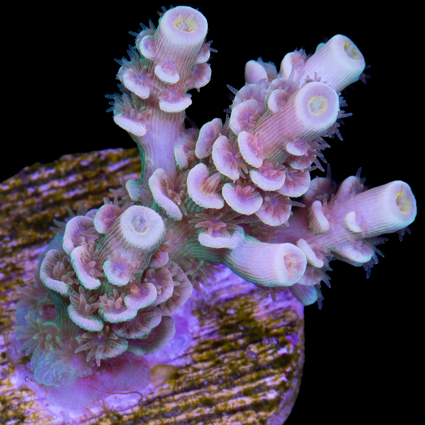 Aquaman Tenuis Acropora Coral - New Release