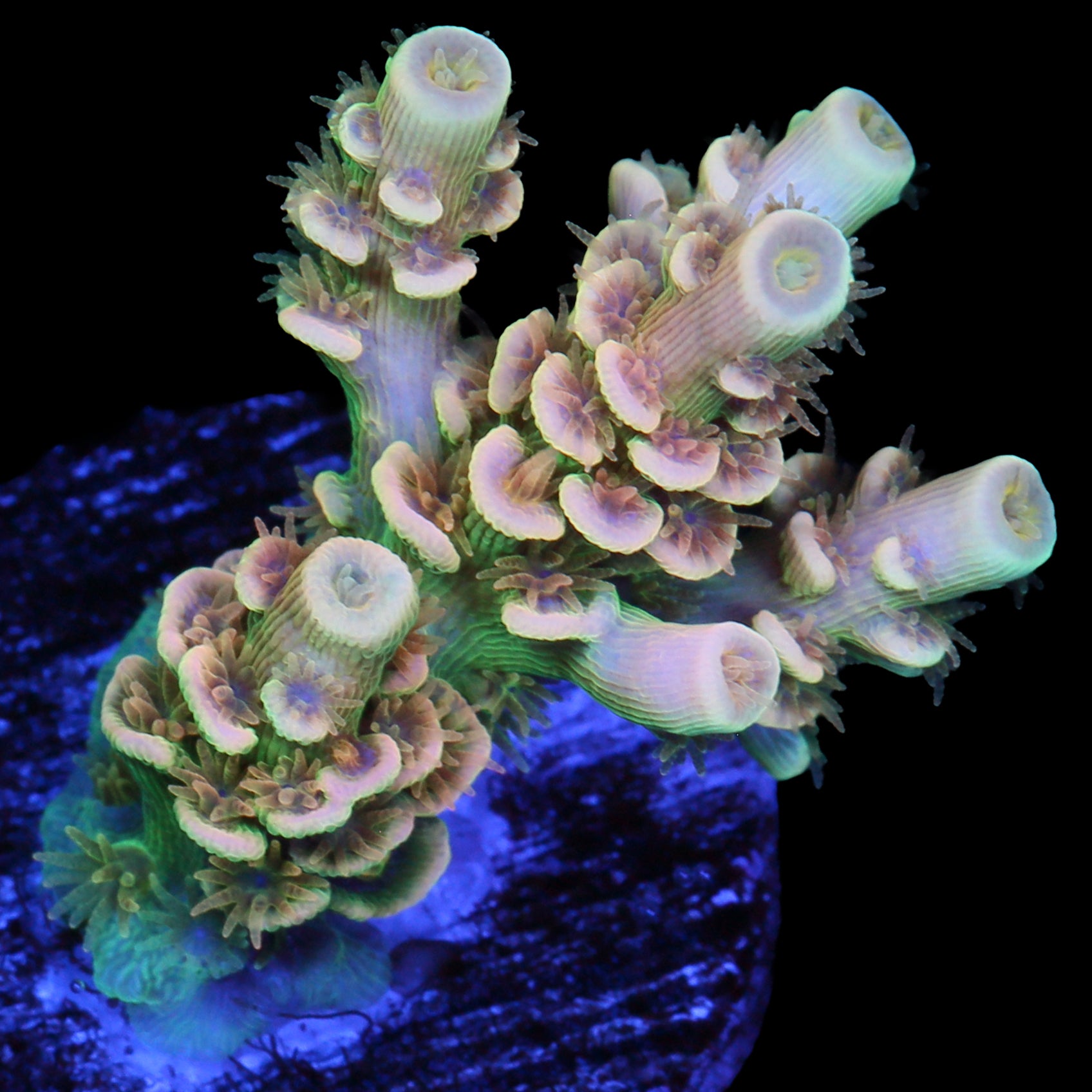 Aquaman Tenuis Acropora Coral - New Release