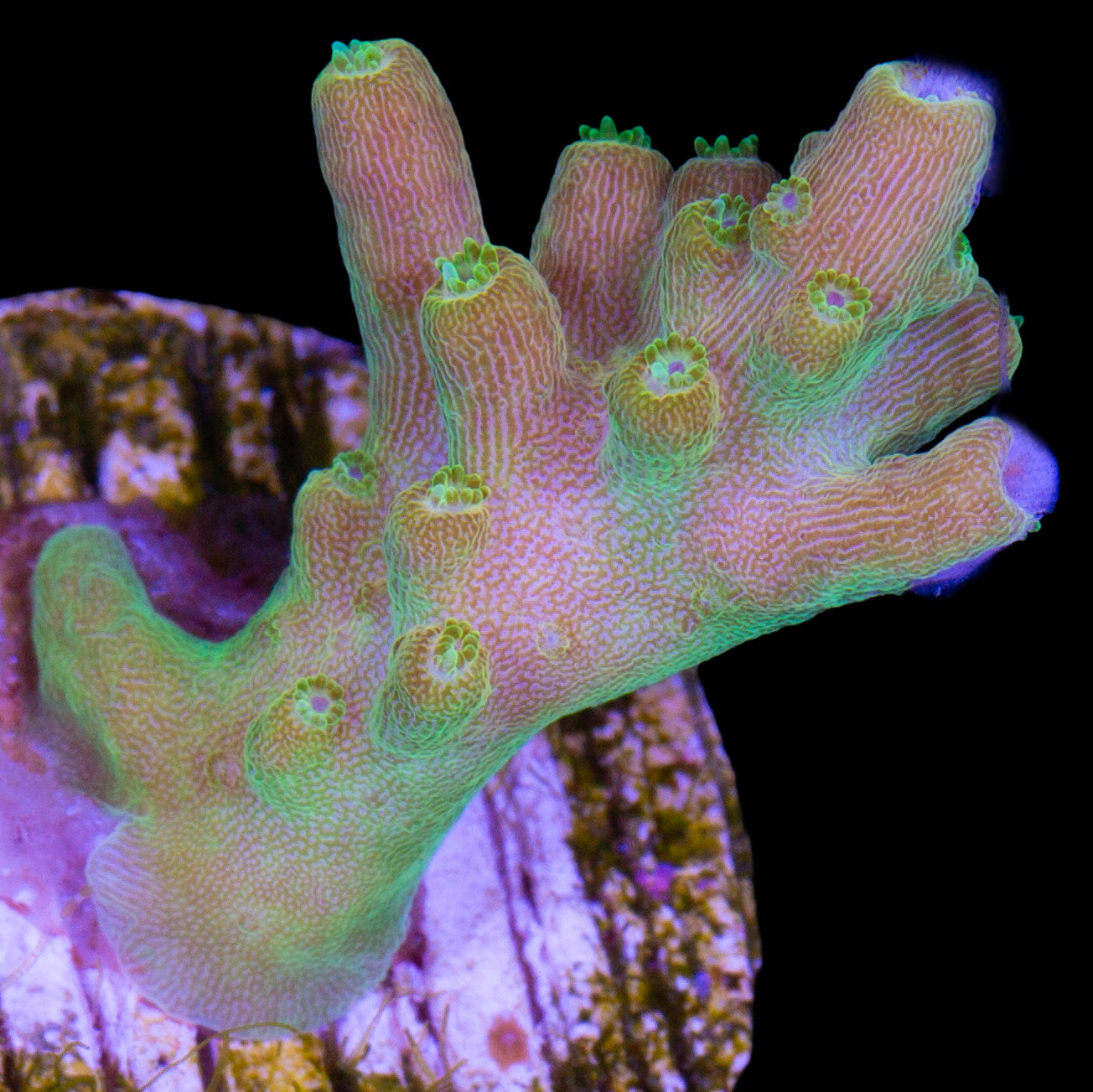 Mango Tango Acropora Coral