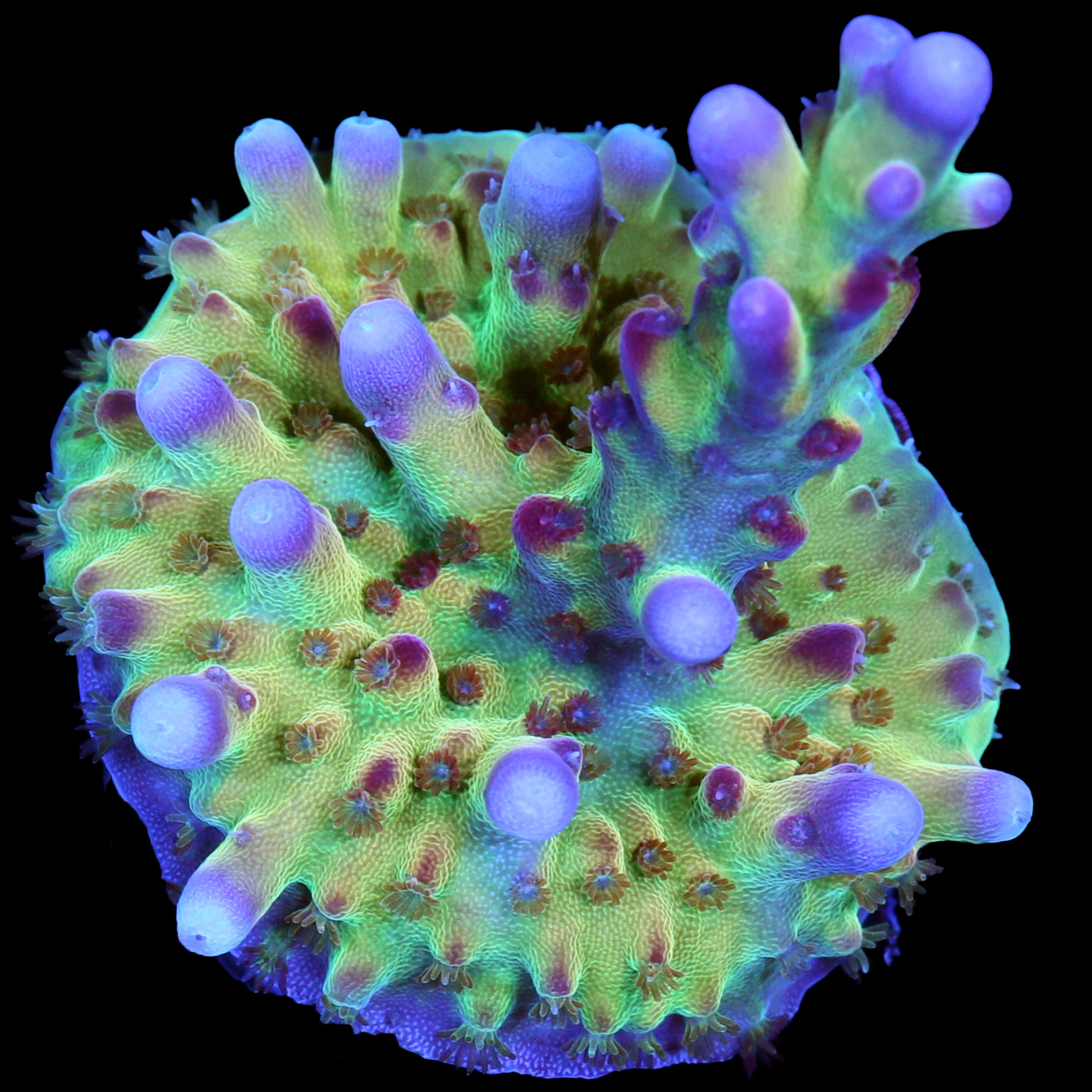 RRC OG Avenger Acropora Coral
