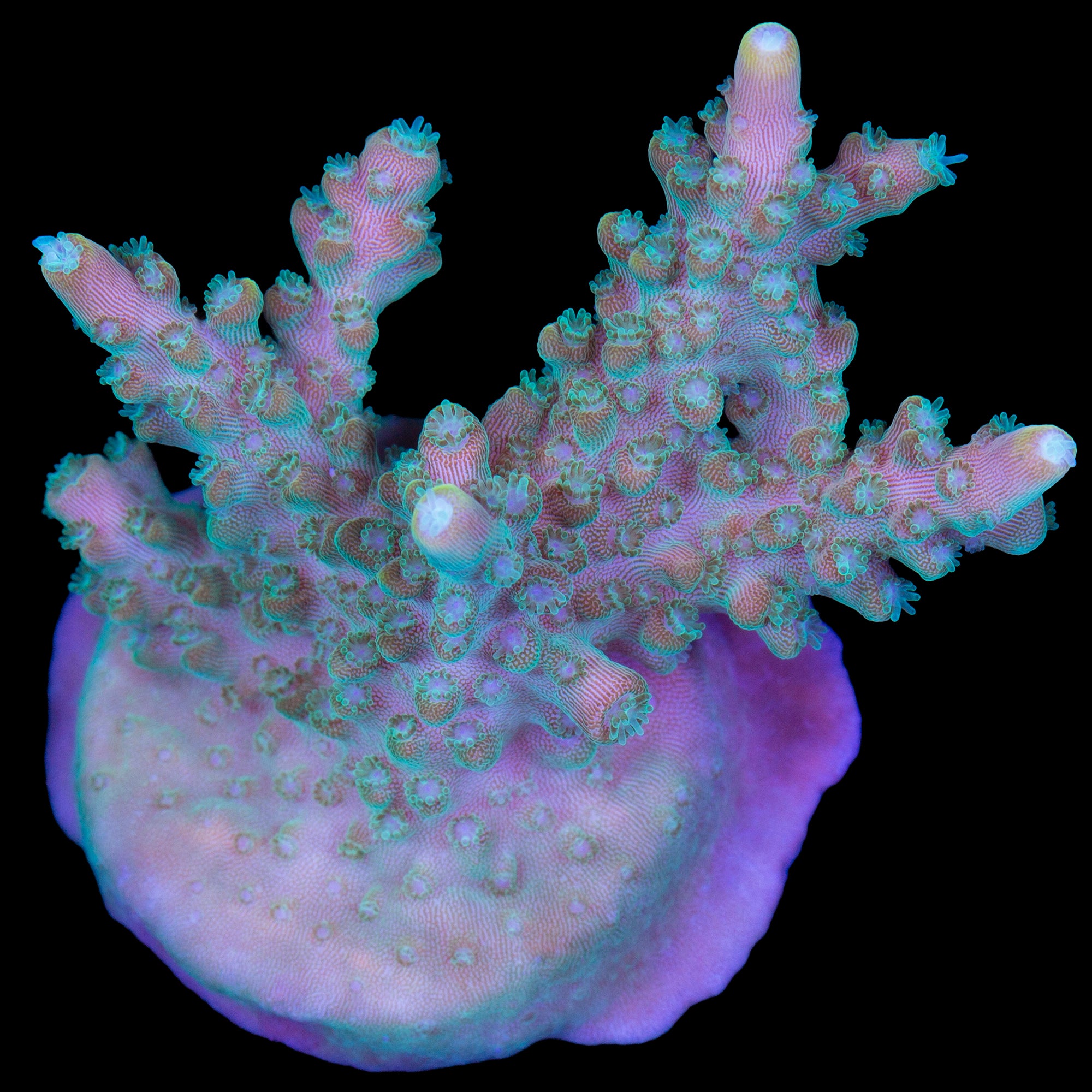 Pink Fusion Acropora Coral
