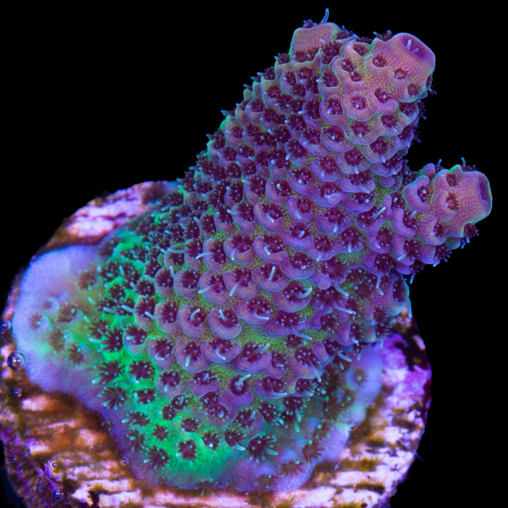 Festive Acropora Coral
