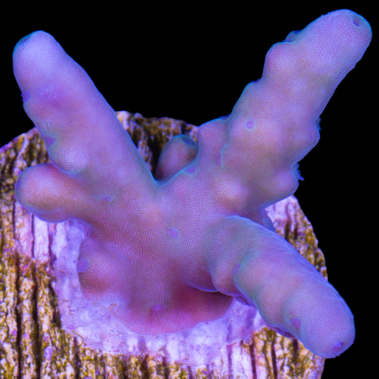 Solomon Islands Purple Monster Acropora (imported 2024)