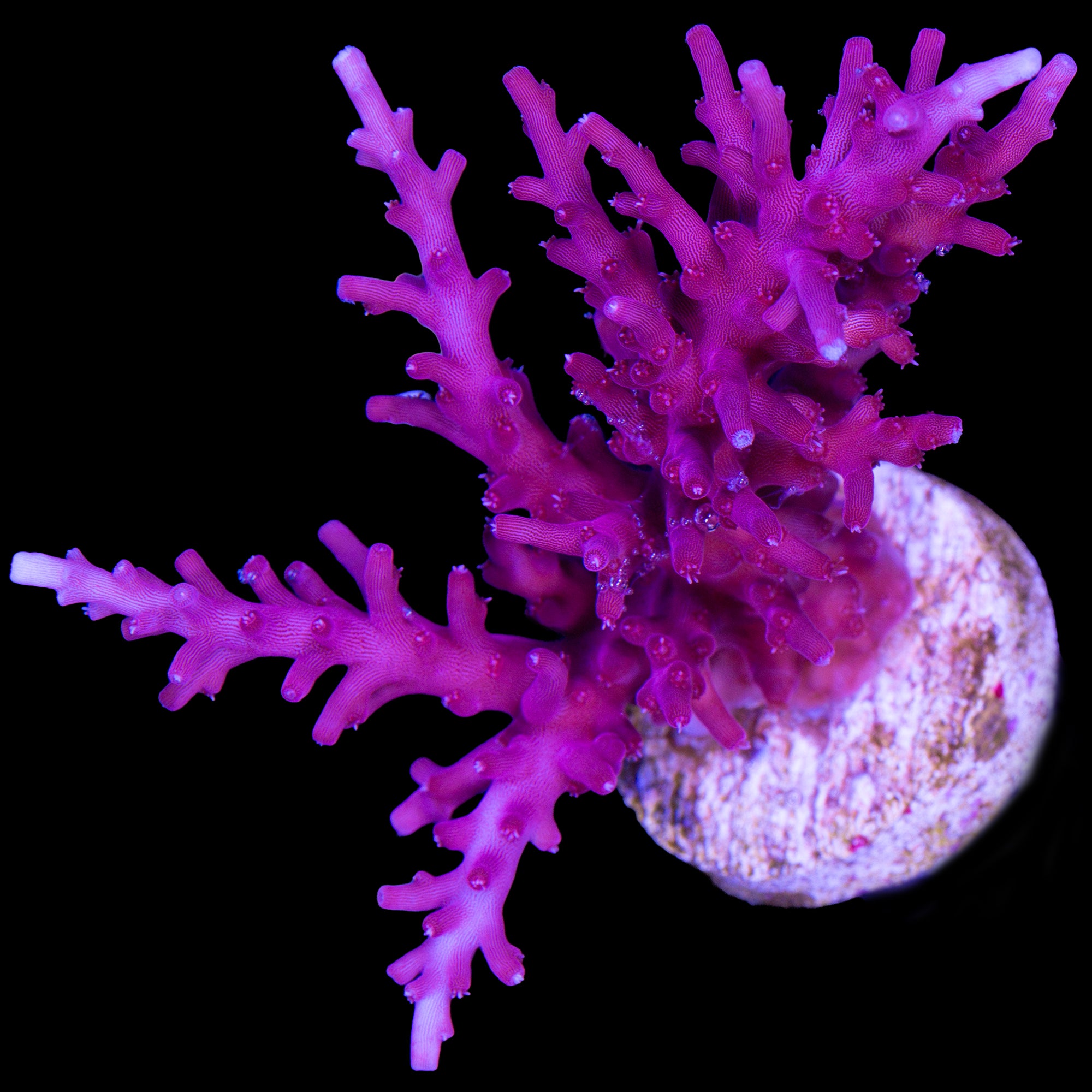 Red Dragon Acropora Coral - XL Frag