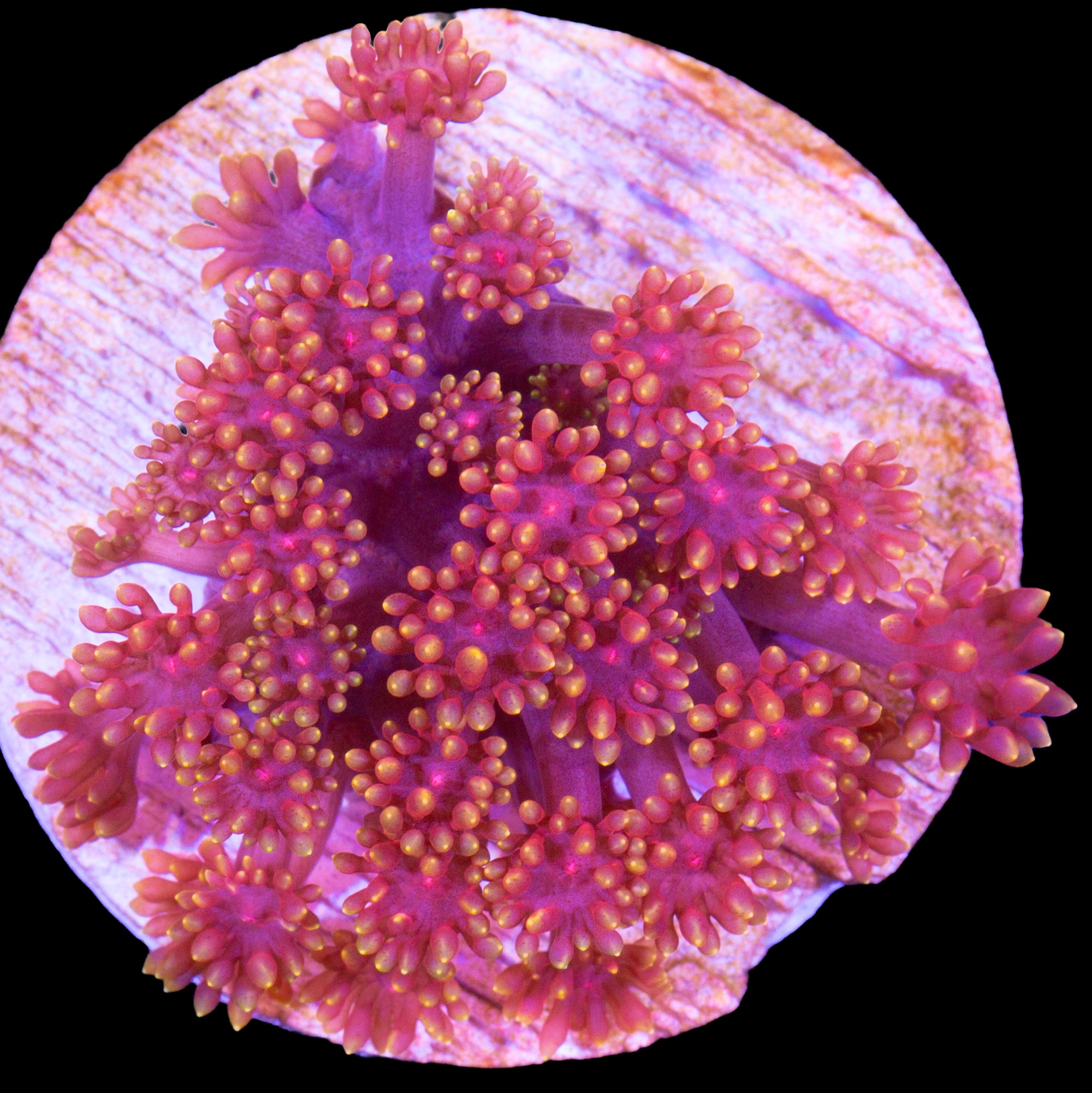 Rainbow Bernardpora Coral