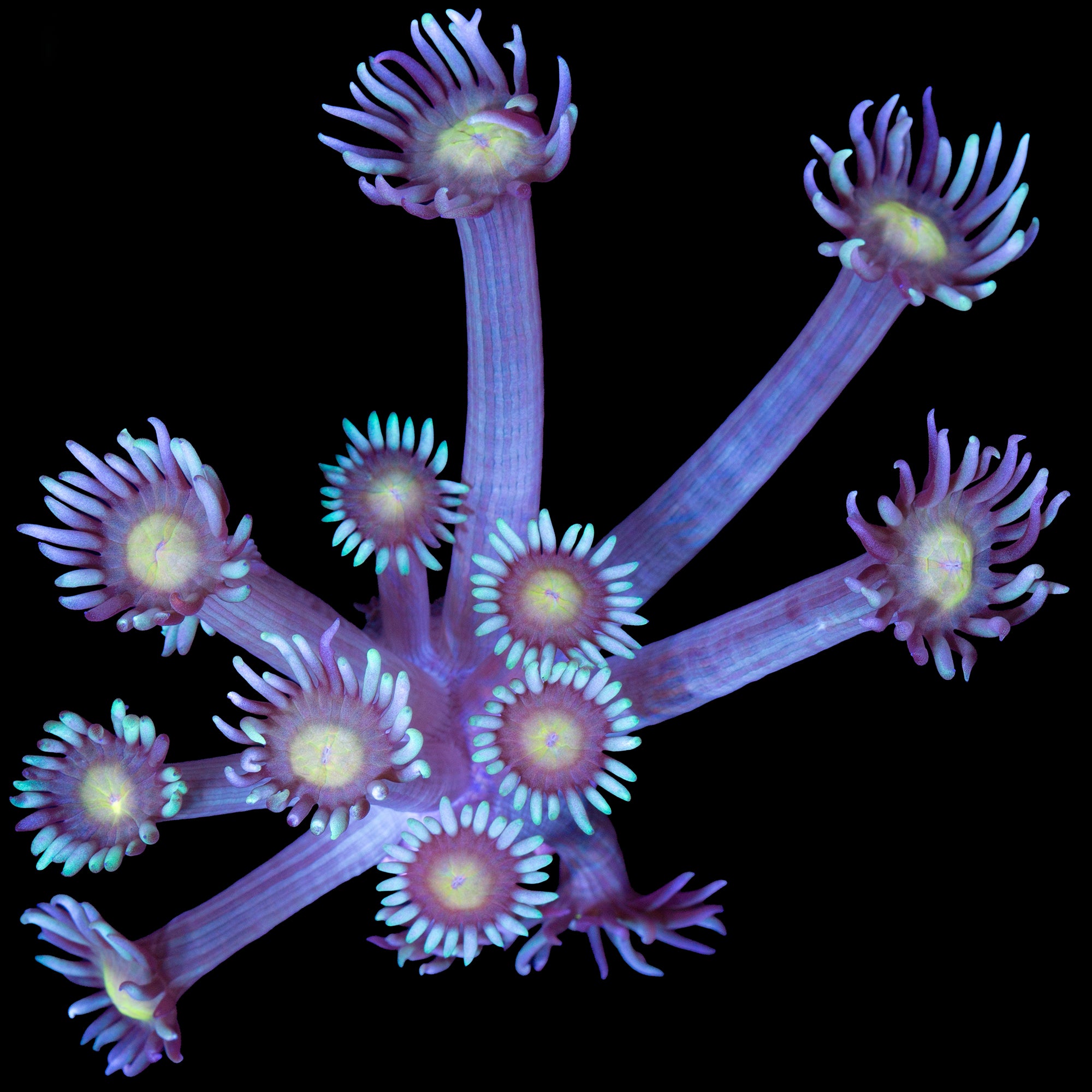 Yellow Eye Goniopora Coral